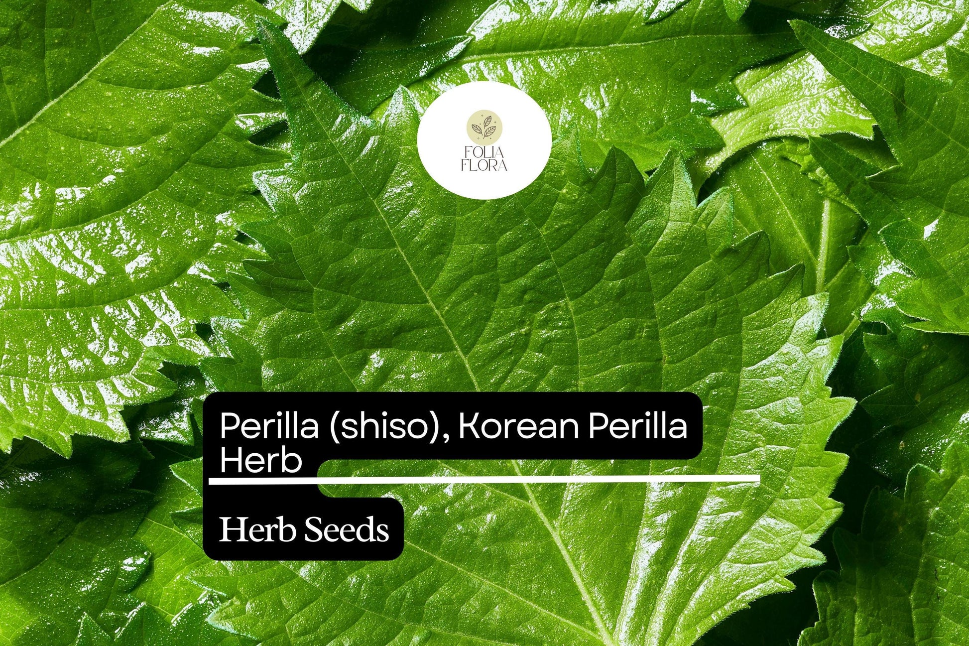 Perilla Shiso Korean Perilla Herb Seeds 500mg | Perilla frutescens | Non-GMO, Aromatic, Green Leaf, Korean Cooking, Medicinal Herb
