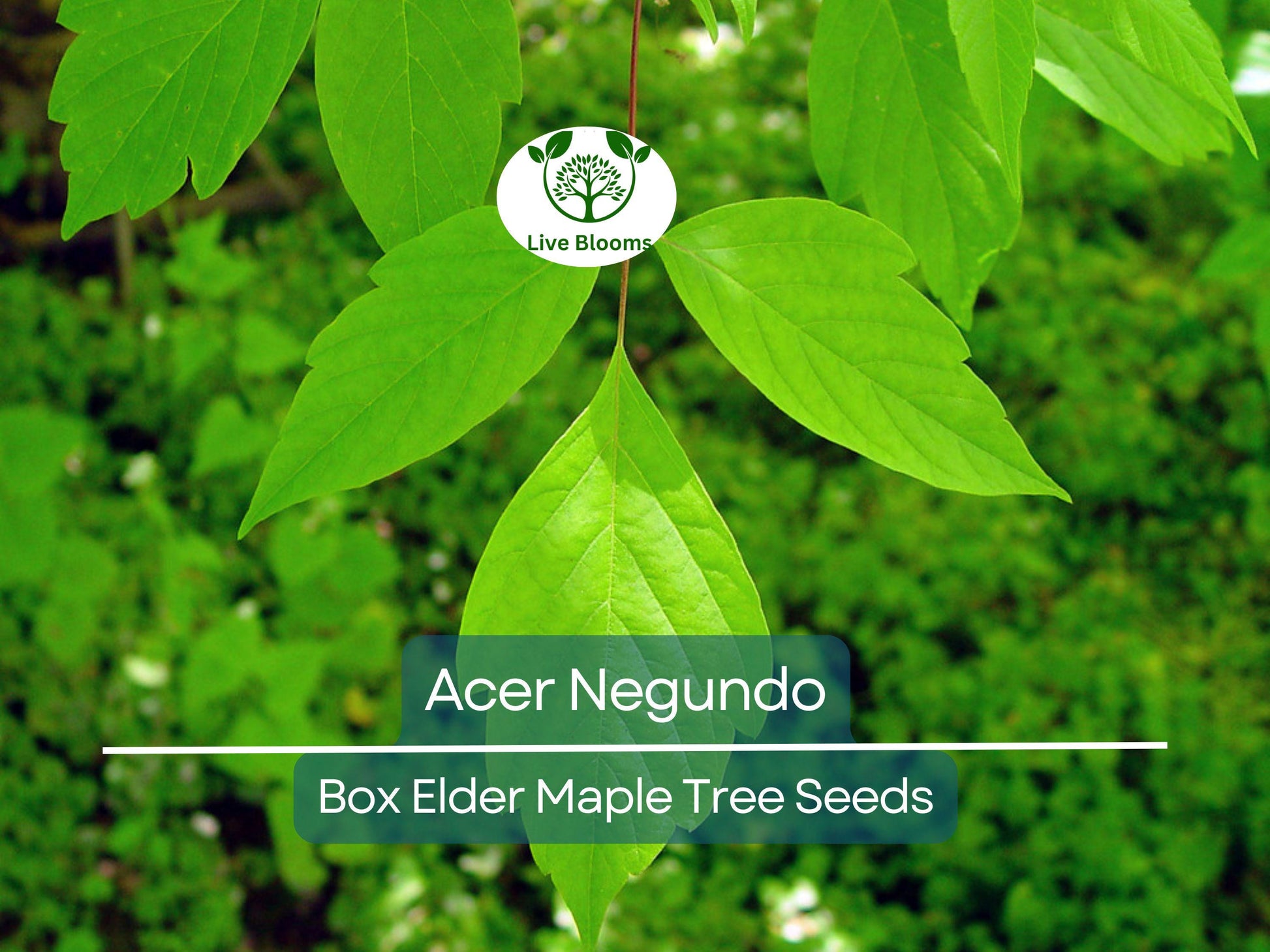 10 Seeds Acer Negundo (Box Elder Maple) for Planting - Hardy Tree for Gardens, Landscaping & Shade - Fast-Growing, Unique Tree Seeds