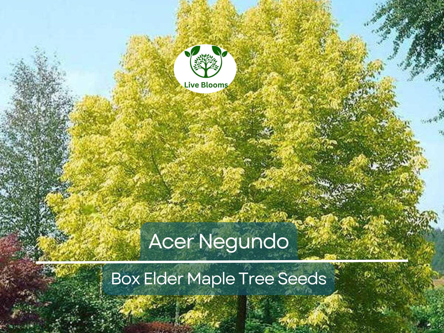 10 Seeds Acer Negundo (Box Elder Maple) for Planting - Hardy Tree for Gardens, Landscaping & Shade - Fast-Growing, Unique Tree Seeds