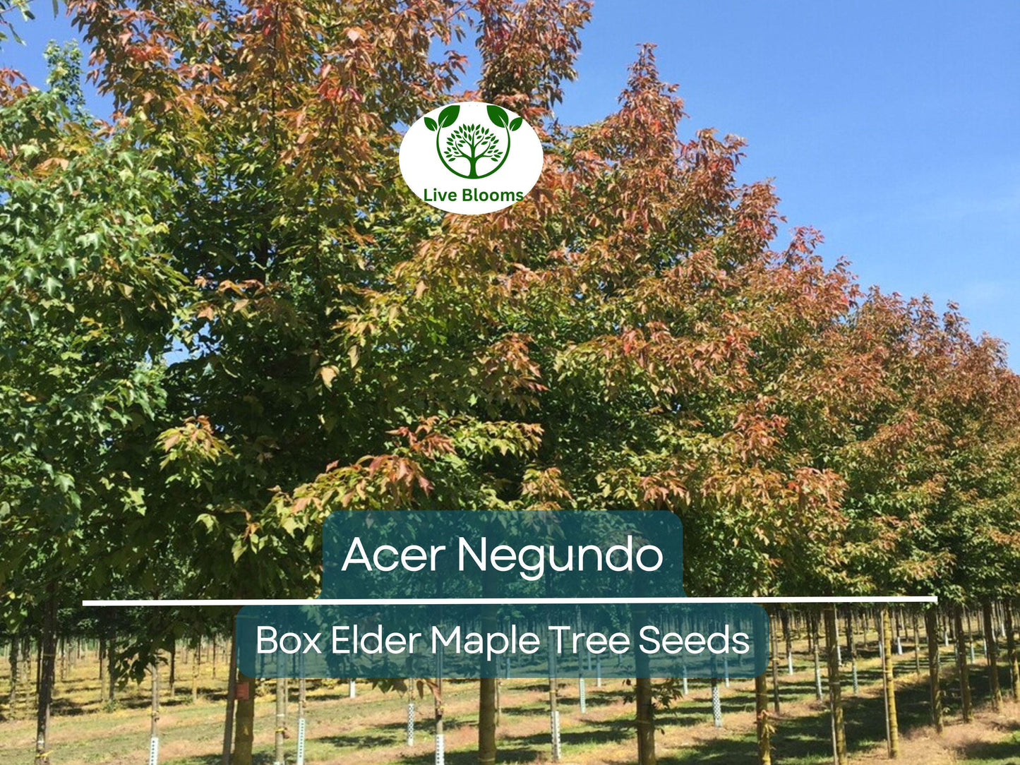 10 Seeds Acer Negundo (Box Elder Maple) for Planting - Hardy Tree for Gardens, Landscaping & Shade - Fast-Growing, Unique Tree Seeds