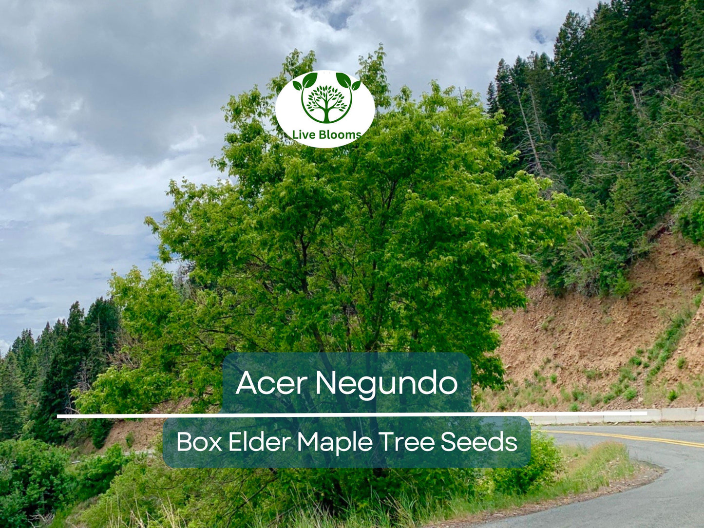 10 Seeds Acer Negundo (Box Elder Maple) for Planting - Hardy Tree for Gardens, Landscaping & Shade - Fast-Growing, Unique Tree Seeds