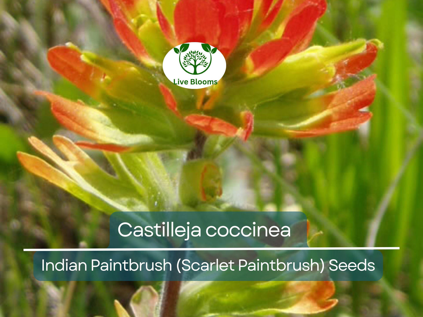 300 Seeds Castilleja coccinea Indian Paintbrush (Scarlet Paintbrush) – Wildflower for Planting, Vibrant Red Flowers, Native American Garden