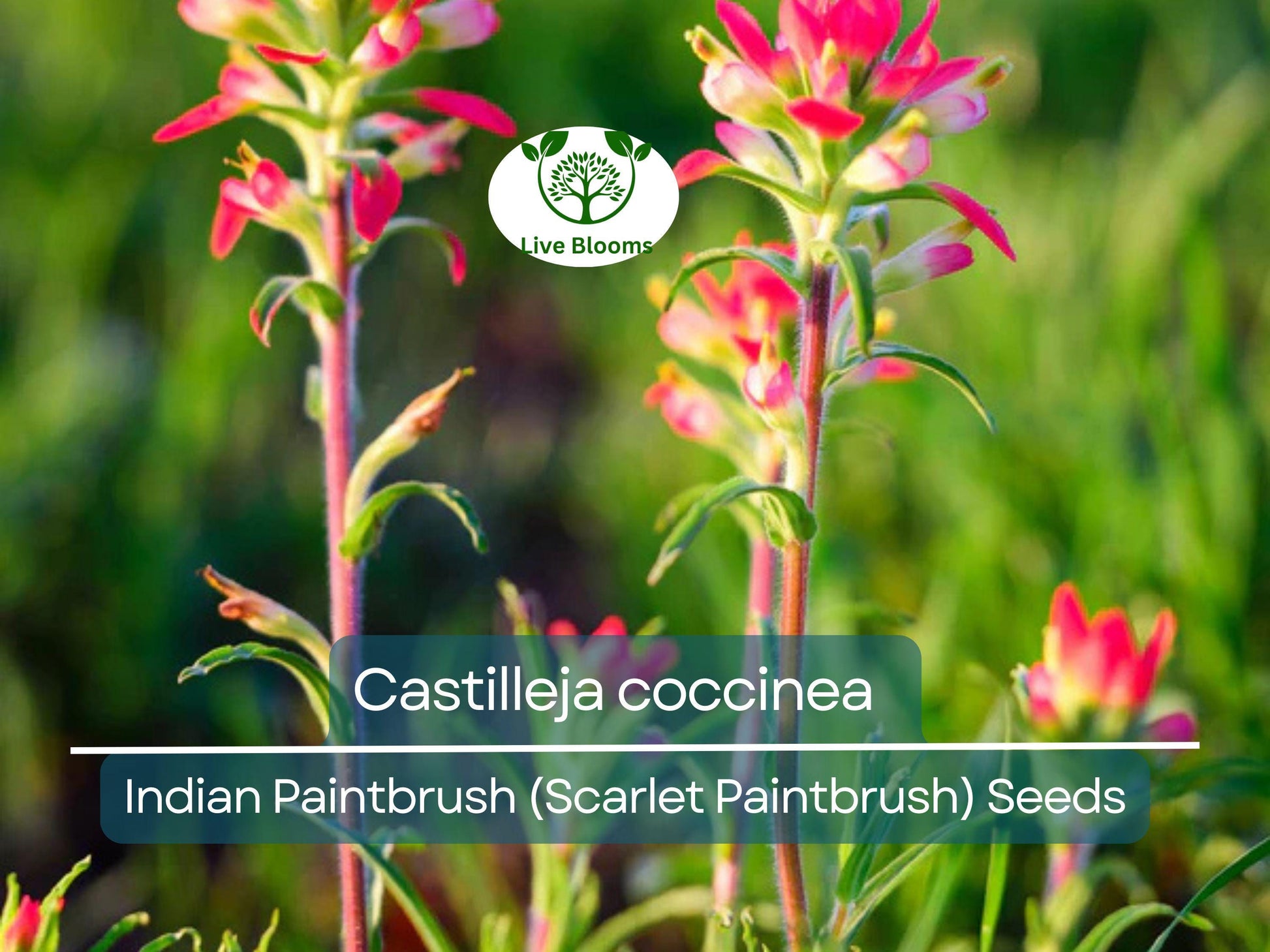 300 Seeds Castilleja coccinea Indian Paintbrush (Scarlet Paintbrush) – Wildflower for Planting, Vibrant Red Flowers, Native American Garden