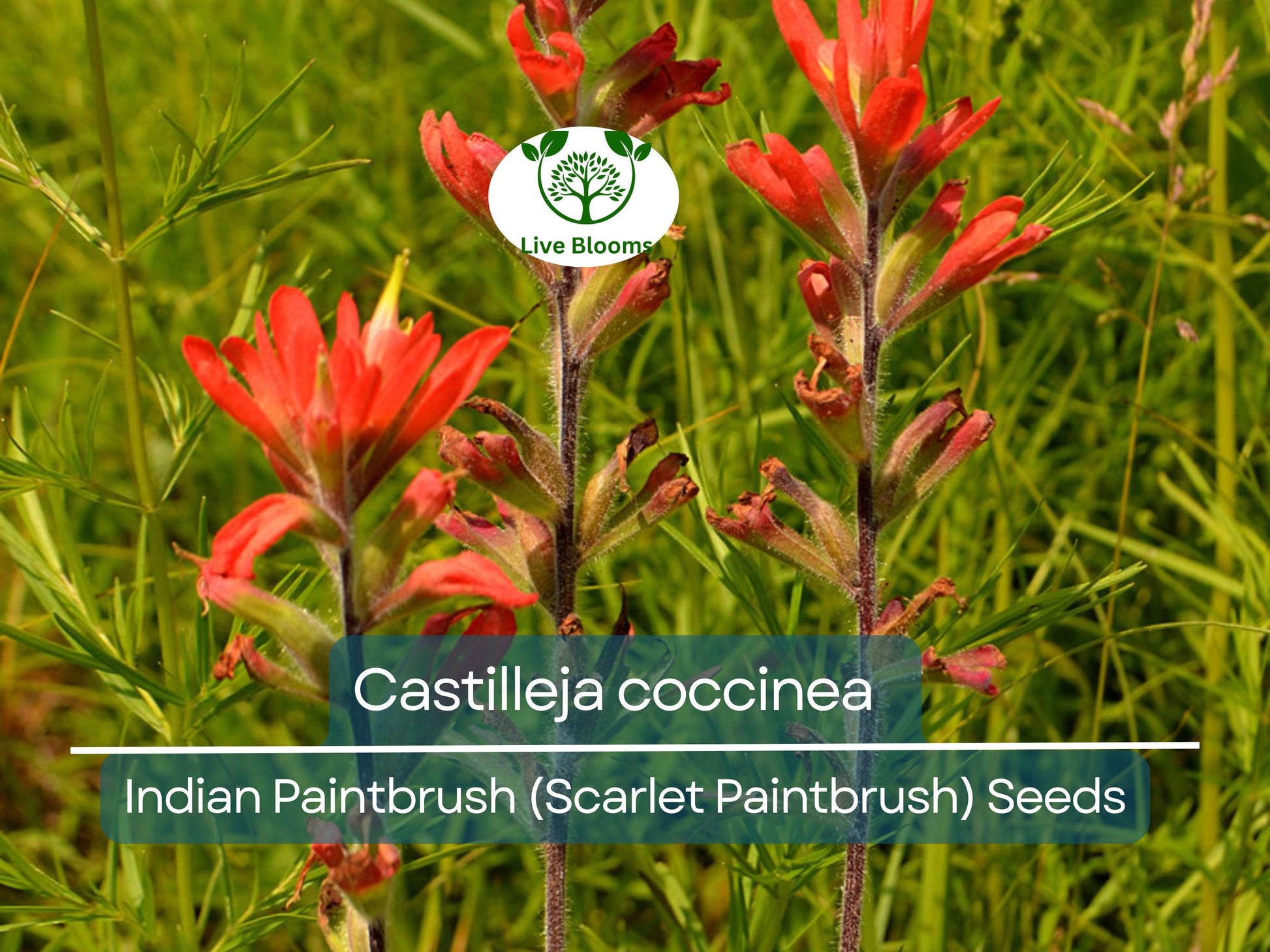 300 Seeds Castilleja coccinea Indian Paintbrush (Scarlet Paintbrush) – Wildflower for Planting, Vibrant Red Flowers, Native American Garden