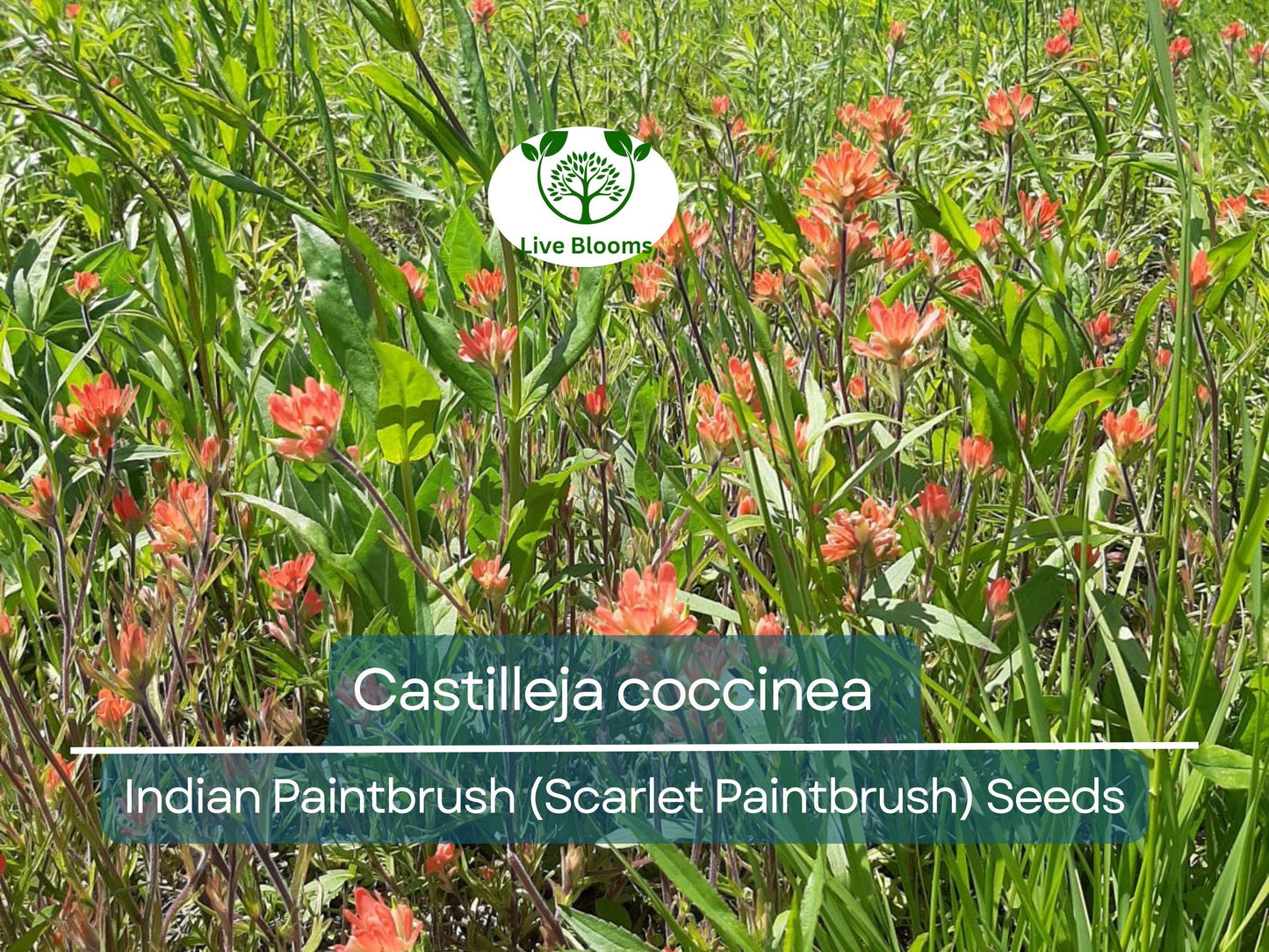 300 Seeds Castilleja coccinea Indian Paintbrush (Scarlet Paintbrush) – Wildflower for Planting, Vibrant Red Flowers, Native American Garden
