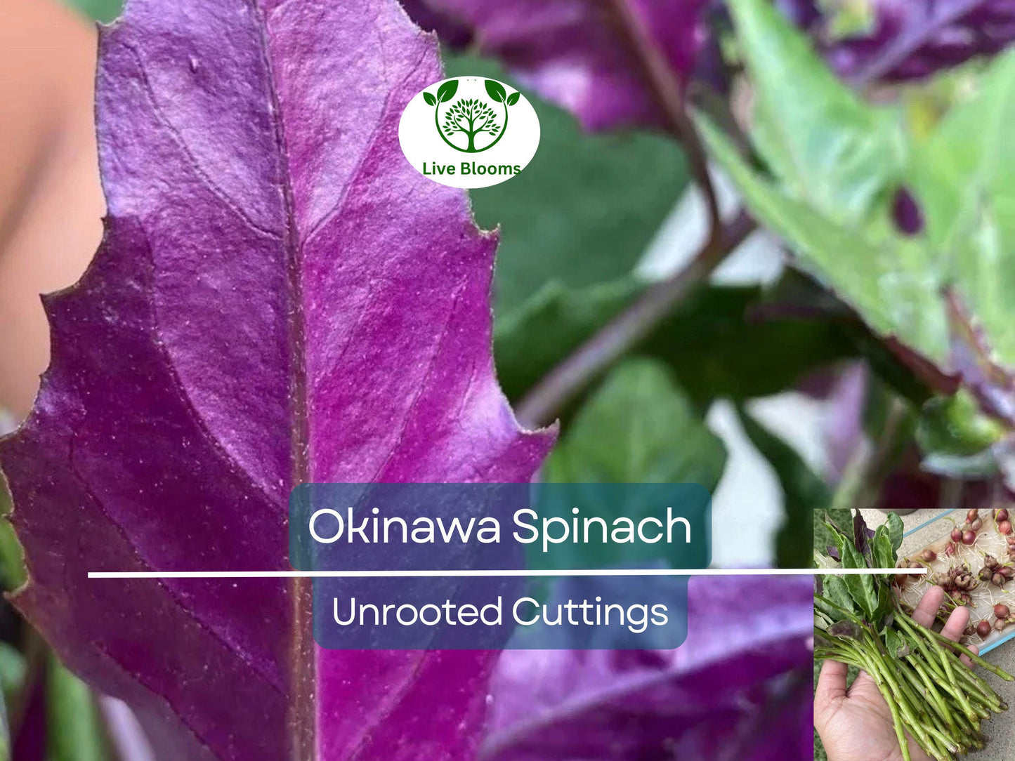 12 Unrooted Cuttings Okinawa Spinach (Gynura bicolor) 5-6" – Edible Purple Leaf Plant, Easy to Grow, Nutrient-Rich, Hardy Herb Starter