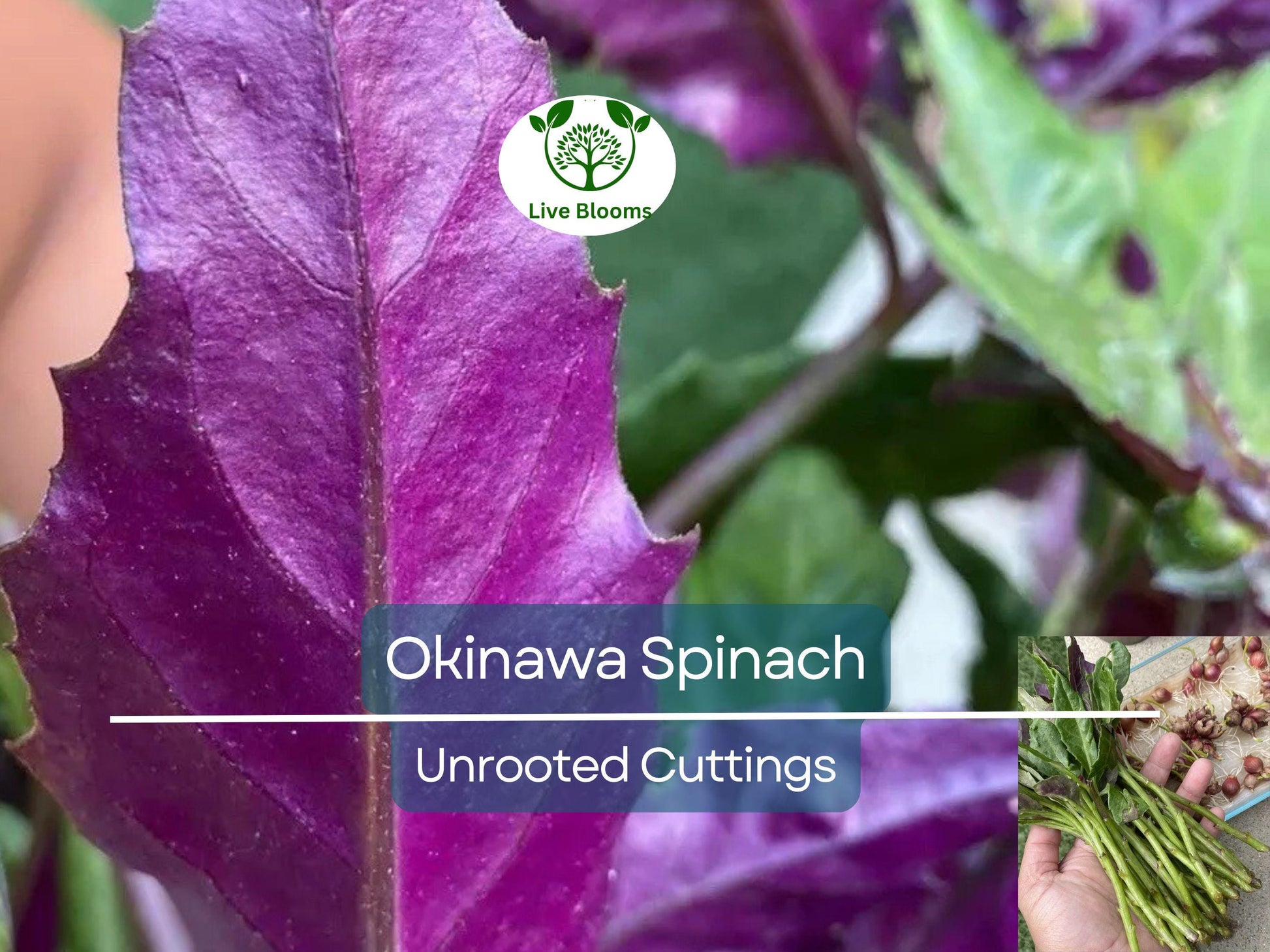 12 Unrooted Cuttings Okinawa Spinach (Gynura bicolor) 5-6" – Edible Purple Leaf Plant, Easy to Grow, Nutrient-Rich, Hardy Herb Starter