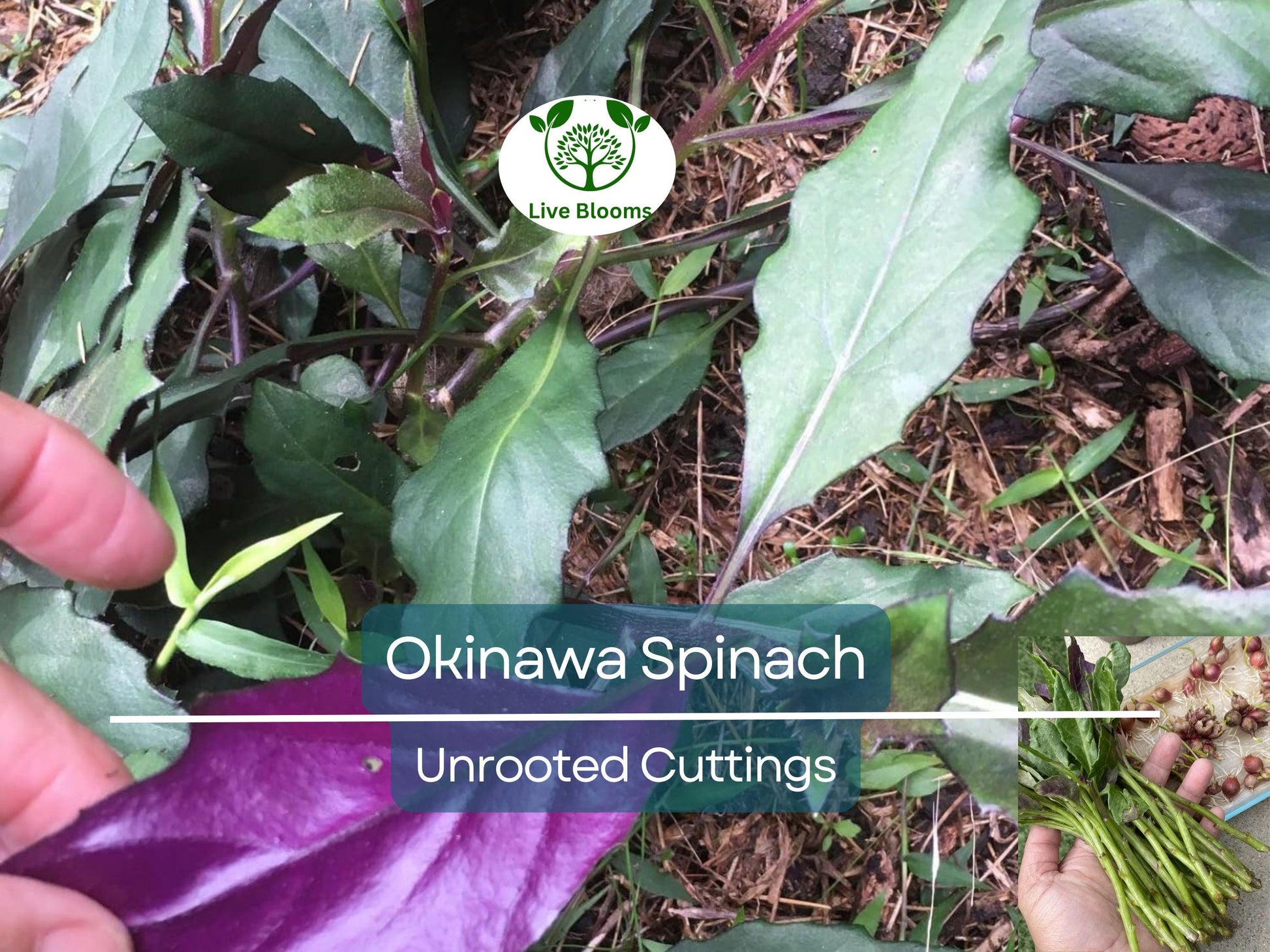 12 Unrooted Cuttings Okinawa Spinach (Gynura bicolor) 5-6" – Edible Purple Leaf Plant, Easy to Grow, Nutrient-Rich, Hardy Herb Starter