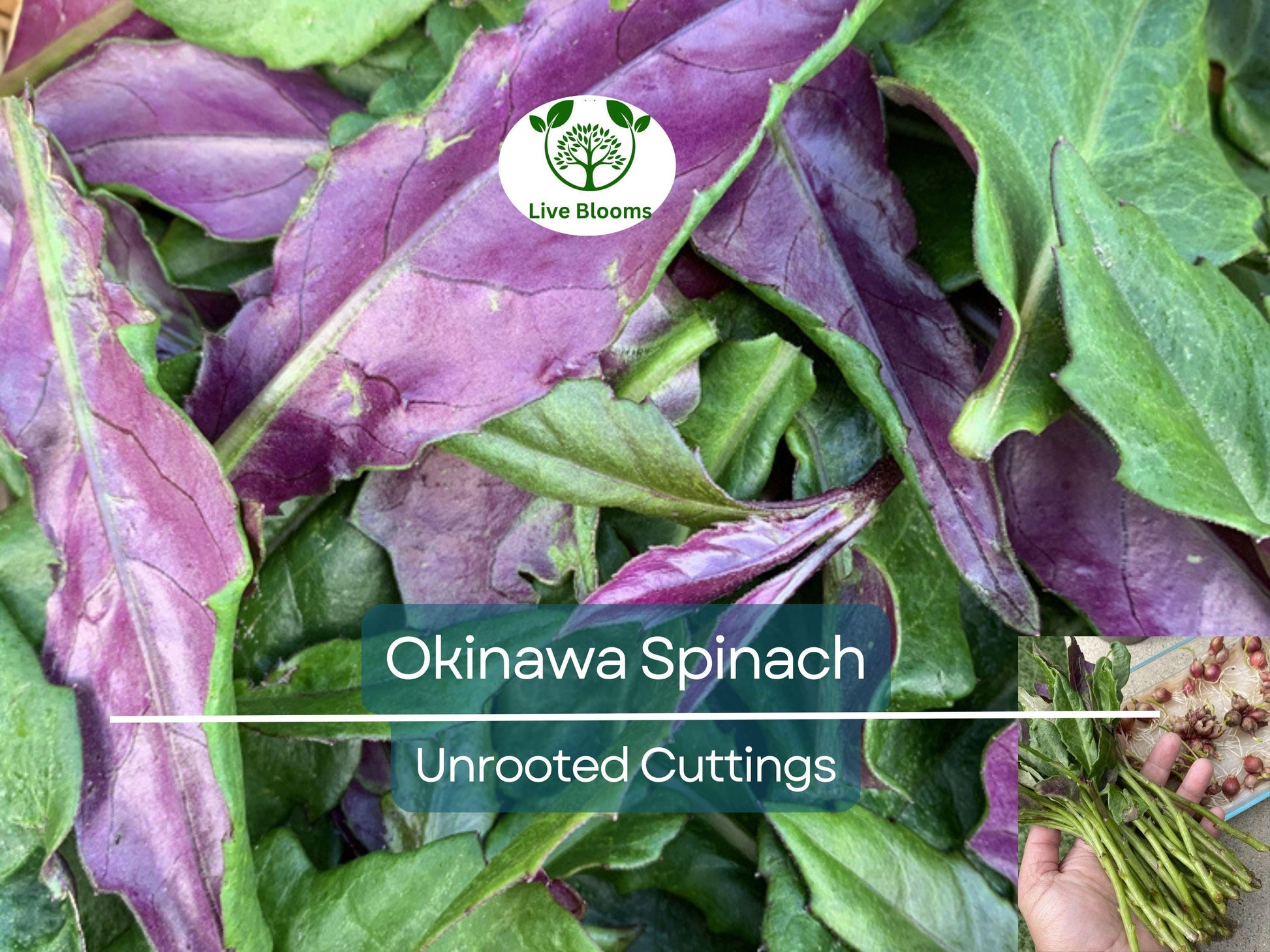 12 Unrooted Cuttings Okinawa Spinach (Gynura bicolor) 5-6" – Edible Purple Leaf Plant, Easy to Grow, Nutrient-Rich, Hardy Herb Starter