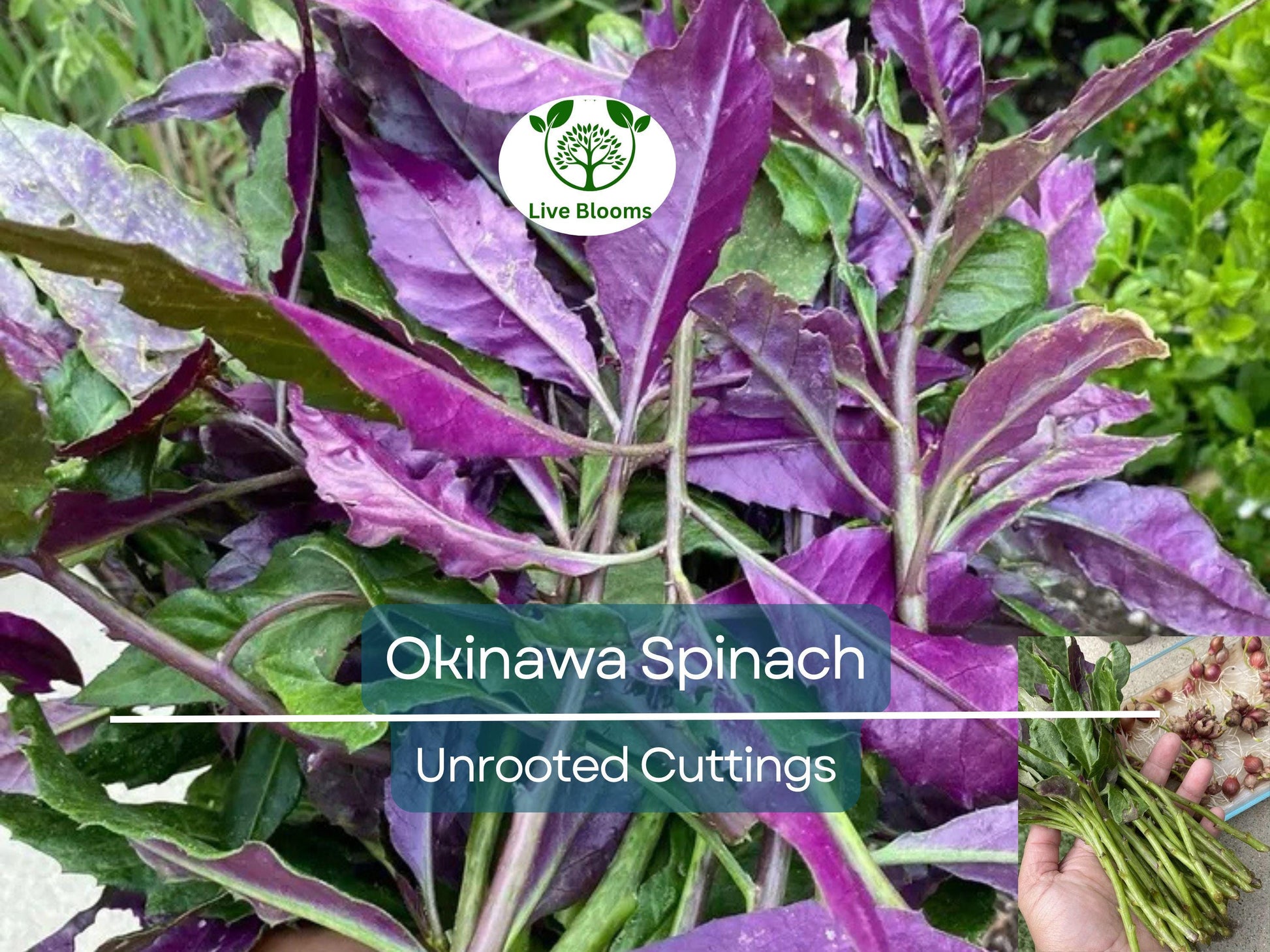 12 Unrooted Cuttings Okinawa Spinach (Gynura bicolor) 5-6" – Edible Purple Leaf Plant, Easy to Grow, Nutrient-Rich, Hardy Herb Starter