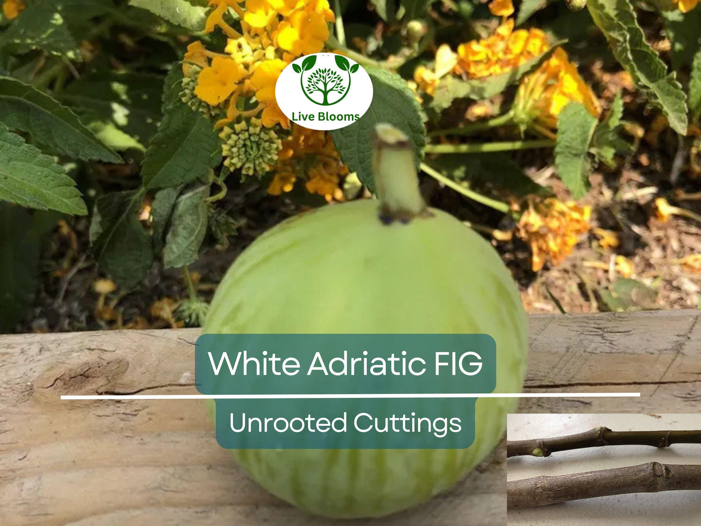 3 White Adriatic Fig Tree Unrooted Cuttings | Ficus carica | Rare, Sweet White Fruit, Easy to Grow, for Propagation, Indoor/Outdoor Tree