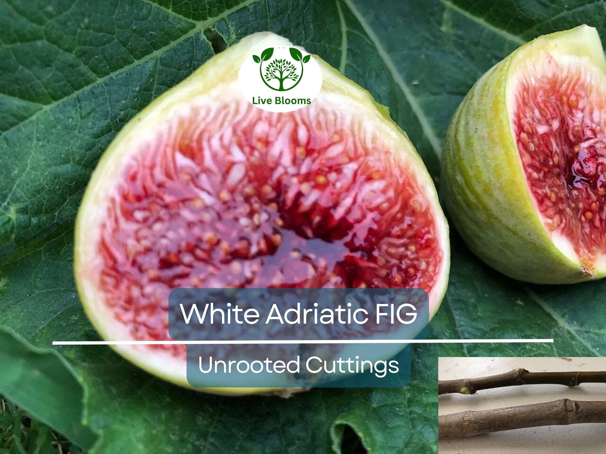 3 White Adriatic Fig Tree Unrooted Cuttings | Ficus carica | Rare, Sweet White Fruit, Easy to Grow, for Propagation, Indoor/Outdoor Tree