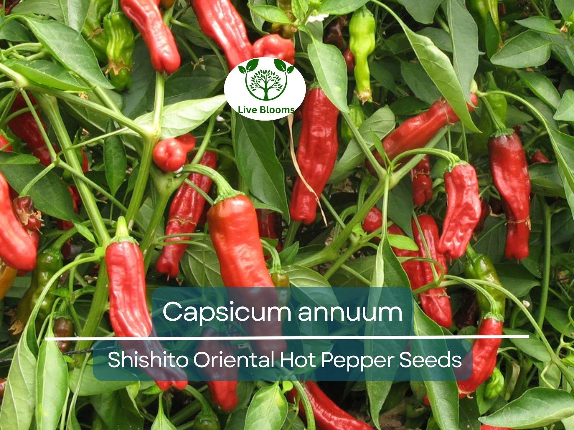 250 mg Seeds Shishito Oriental Hot Pepper – Capsicum annuum | Mildly Spicy Japanese Pepper for Planting, Sautéing & Grillin