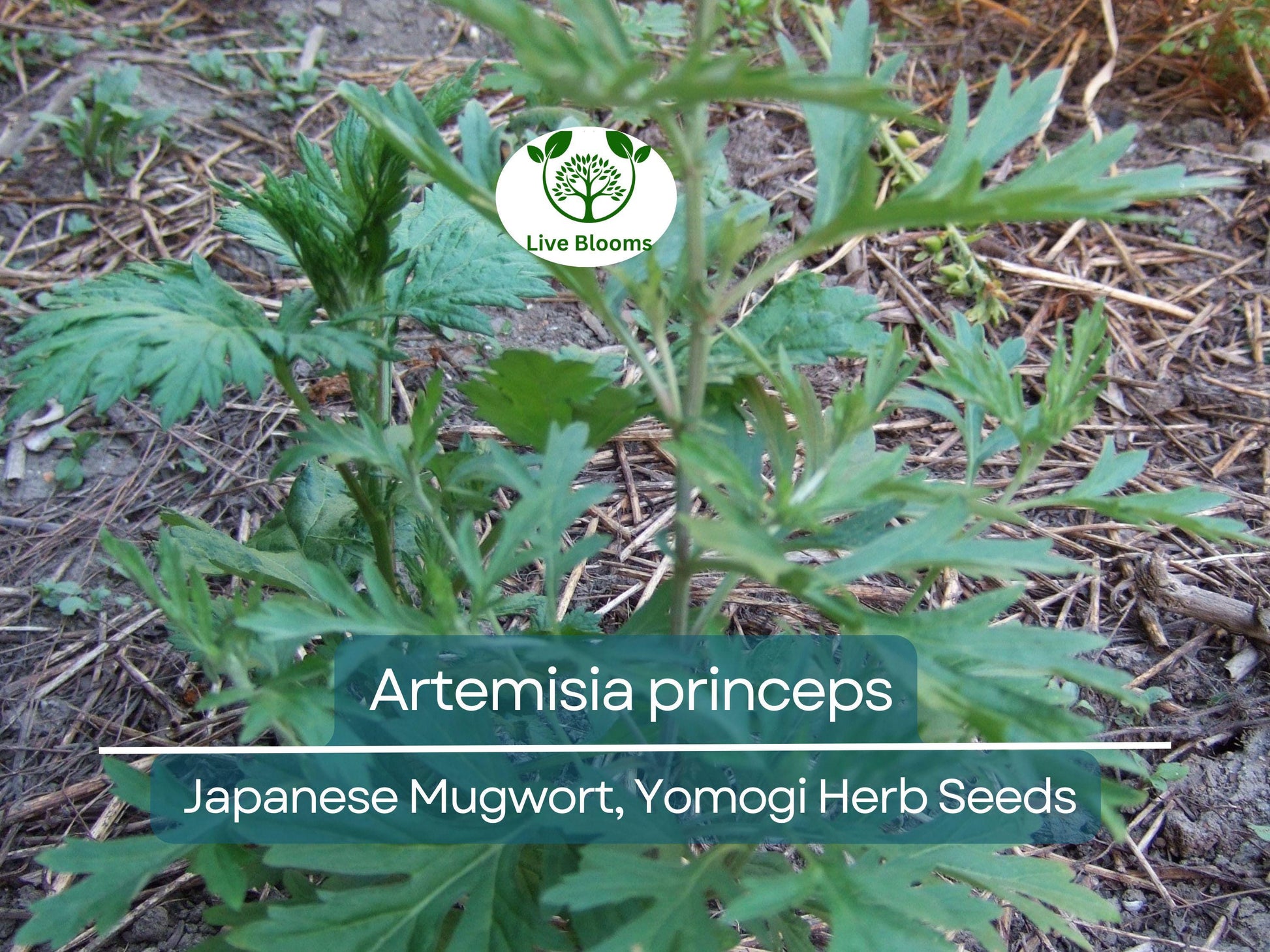 100 Seeds Japanese Mugwort (Artemisia princeps, Yomogi) Herb for Planting | Culinary, Aromatic Herb