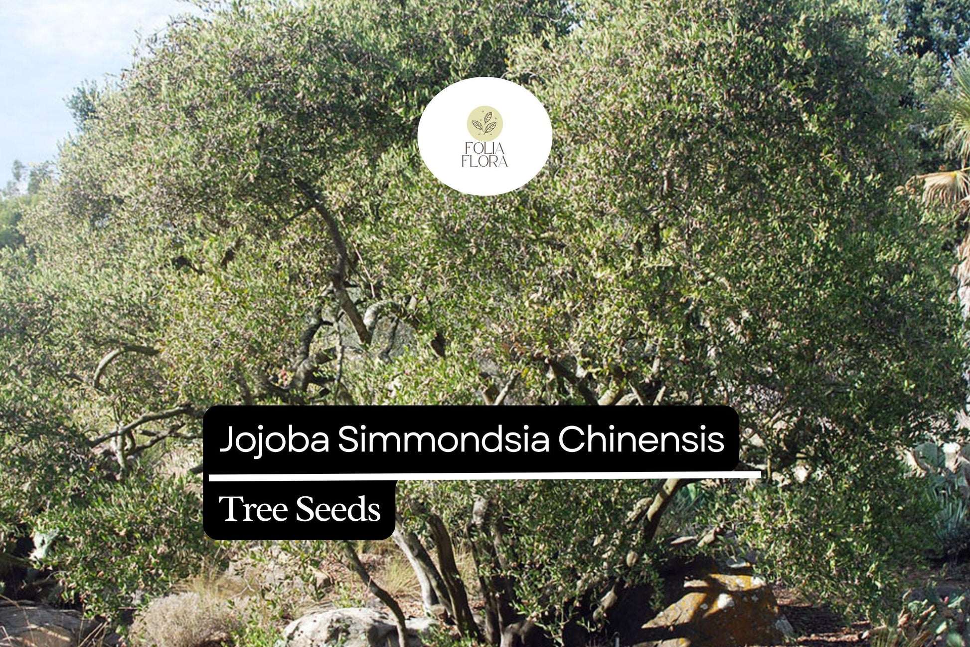 Jojoba Seeds 5pcs | Simmondsia chinensis | Drought-Tolerant Shrub, Oil-Rich Seeds, Ornamental Plant, Hardy Desert Non-GMO Seeds