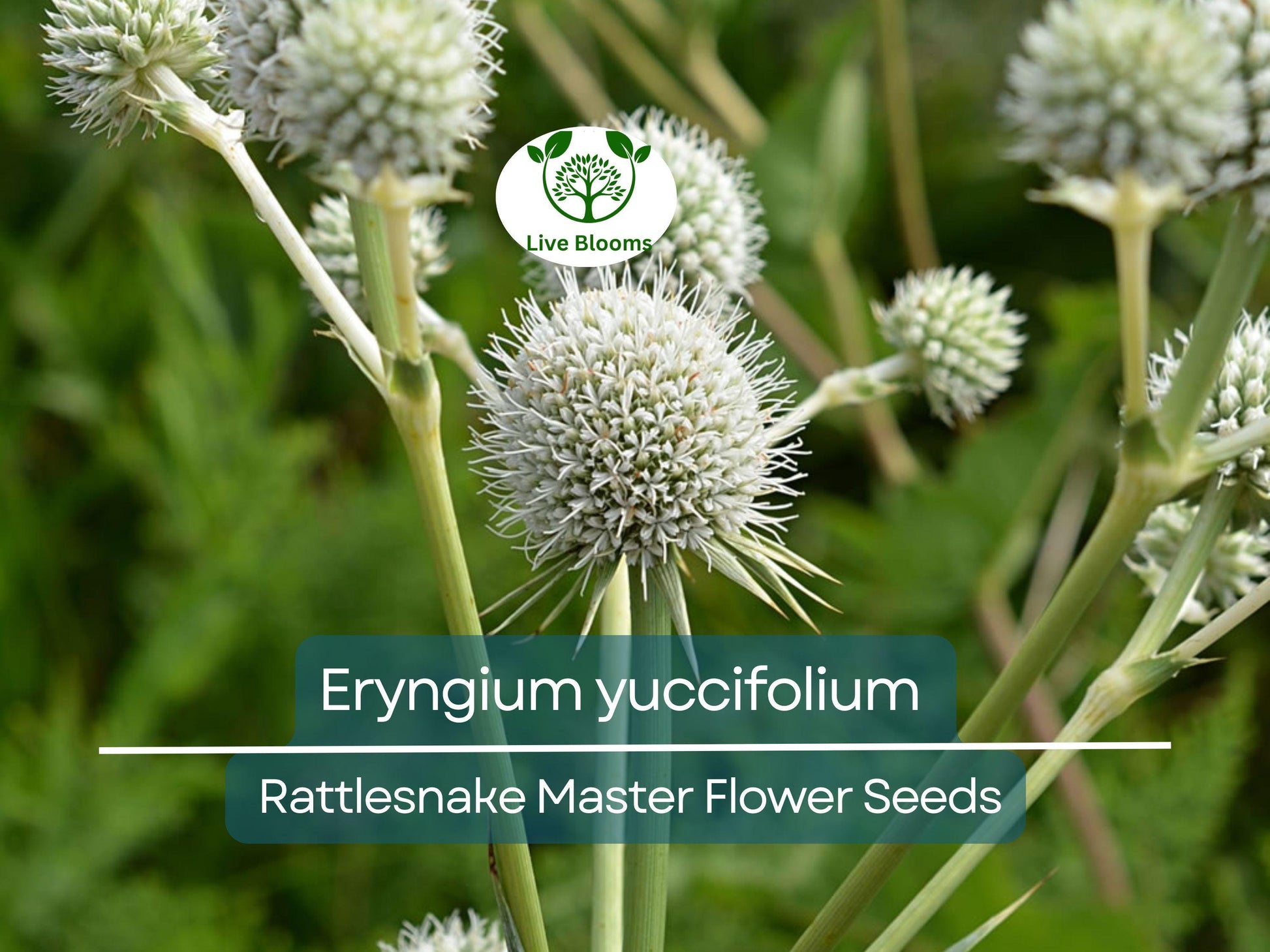 1 Gram Seeds Eryngium yuccifolium (Rattlesnake Master) for Planting | Unique Native Perennial for Gardens, Prairies, and Landscaping