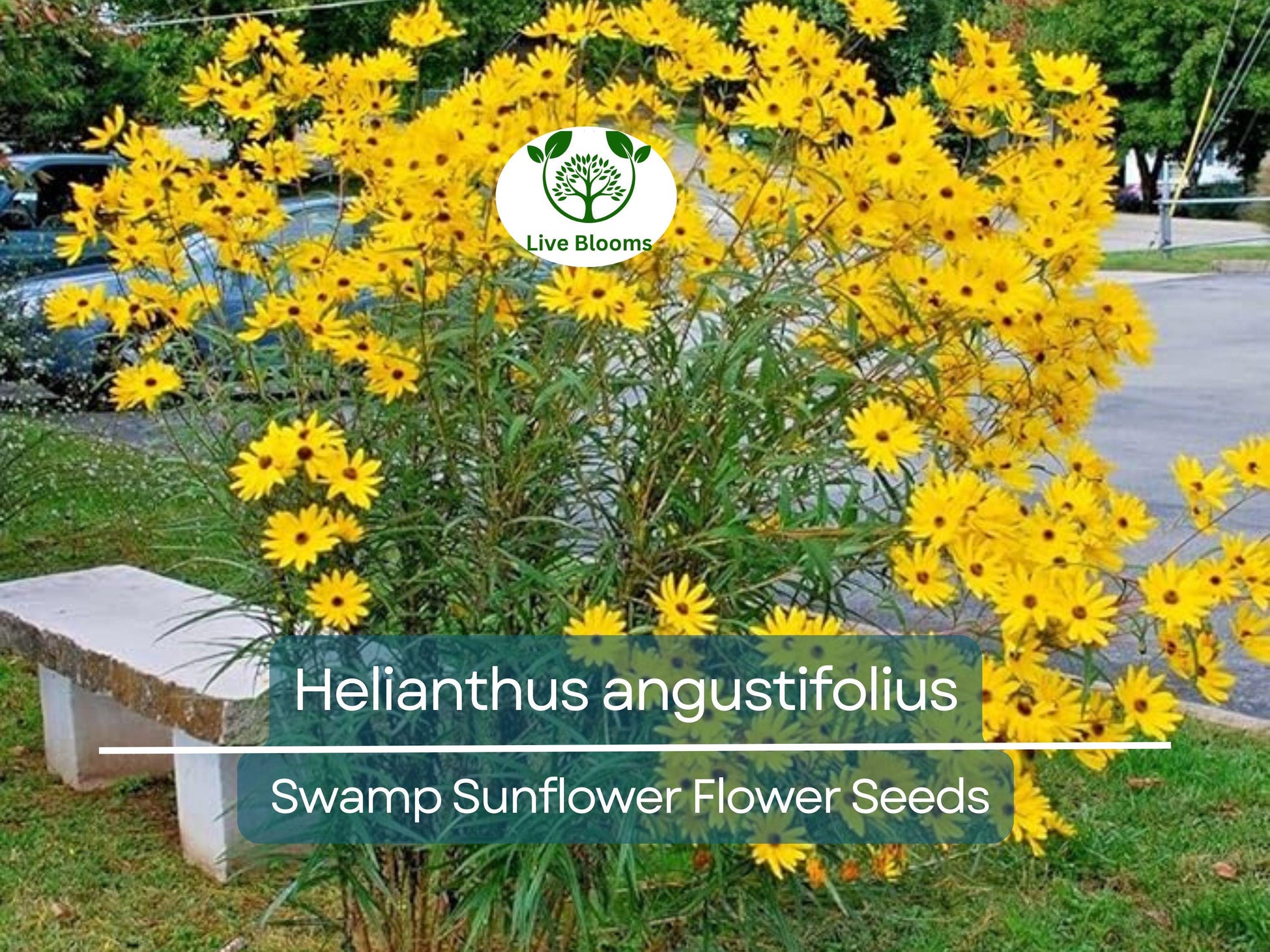 250 mg Seeds Helianthus angustifolius (Swamp Sunflower) for Planting | Vibrant Native Wildflower for Wetlands & Pollinator Gardens
