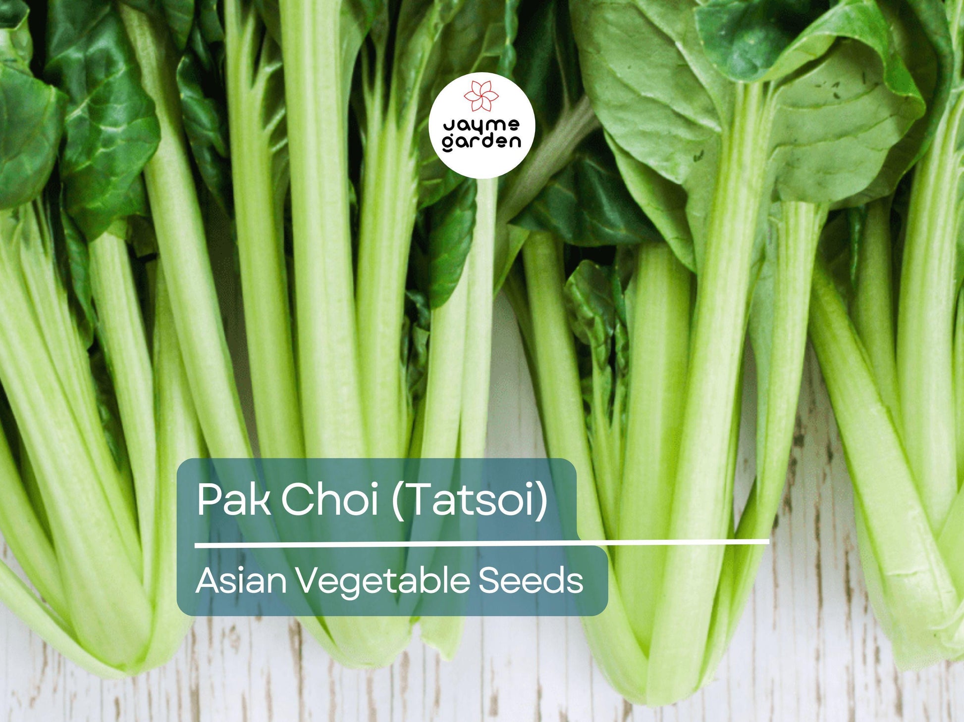 500mg Pak Choi Tatsoi Seeds for Planting - Heirloom Non-GMO Asian Greens - Fast-Growing for Stir-Fries, Salads & Garden Vegetables