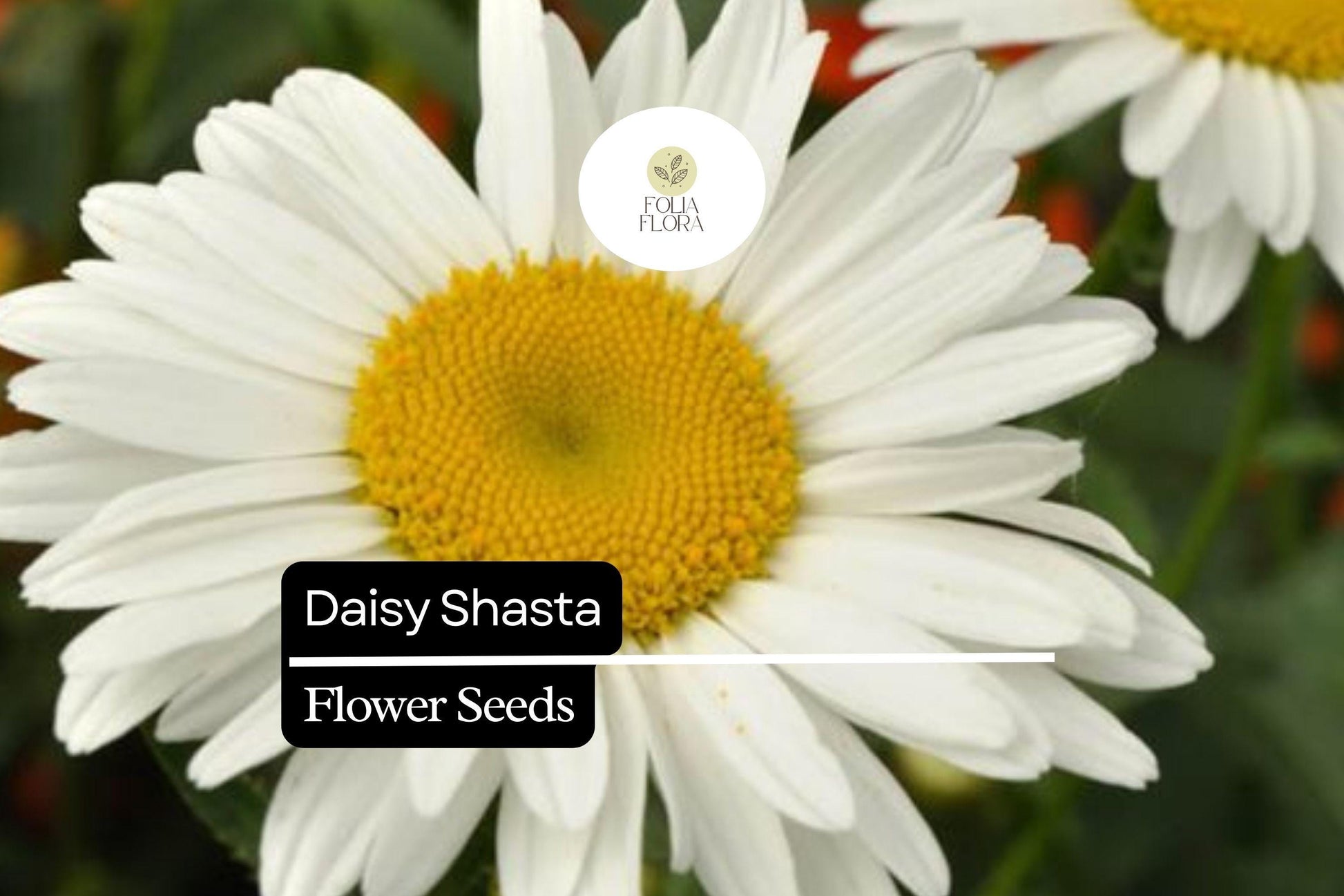 100mg Shasta Daisy Seeds, Leucanthemum × superbum, Hardy Perennial with Classic White Blooms
