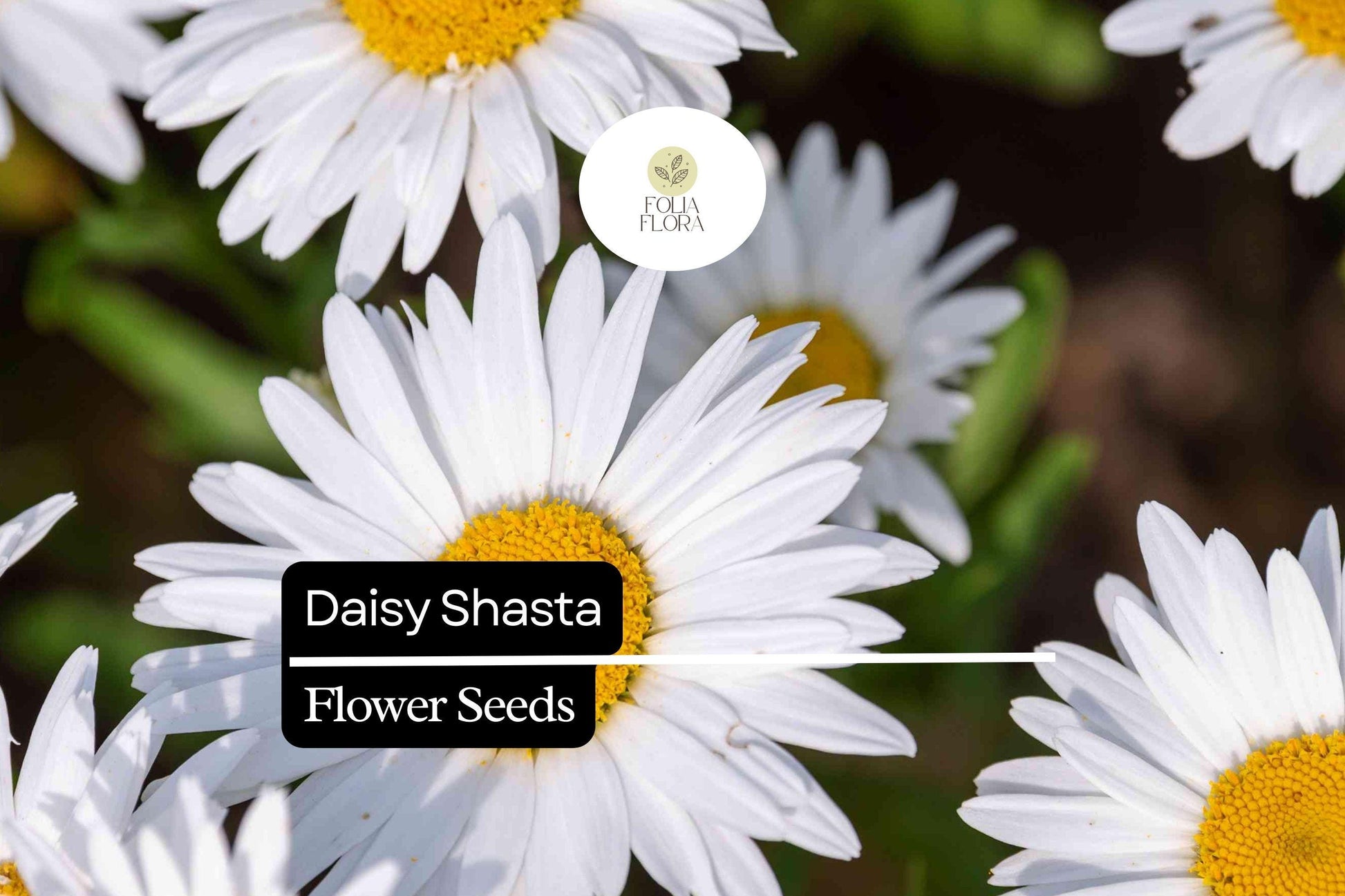100mg Shasta Daisy Seeds, Leucanthemum × superbum, Hardy Perennial with Classic White Blooms