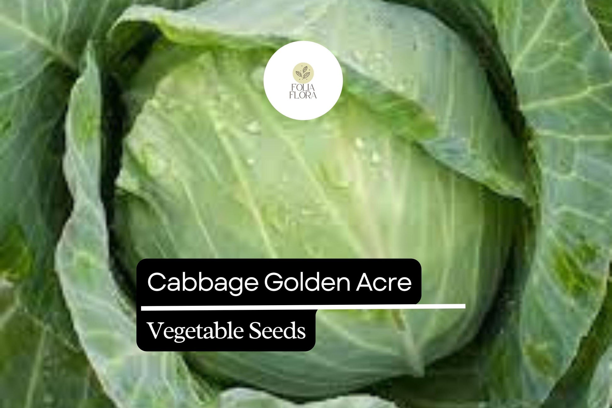1g Cabbage Golden Acre Seeds Brassica oleracea | Heirloom Variety | Compact, Tender, Sweet Green Heads for Gardening