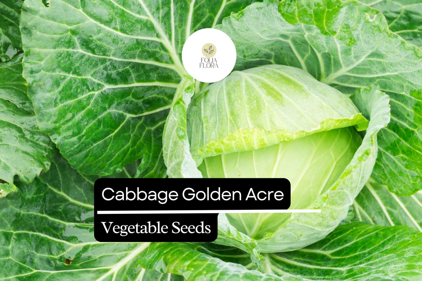 1g Cabbage Golden Acre Seeds Brassica oleracea | Heirloom Variety | Compact, Tender, Sweet Green Heads for Gardening