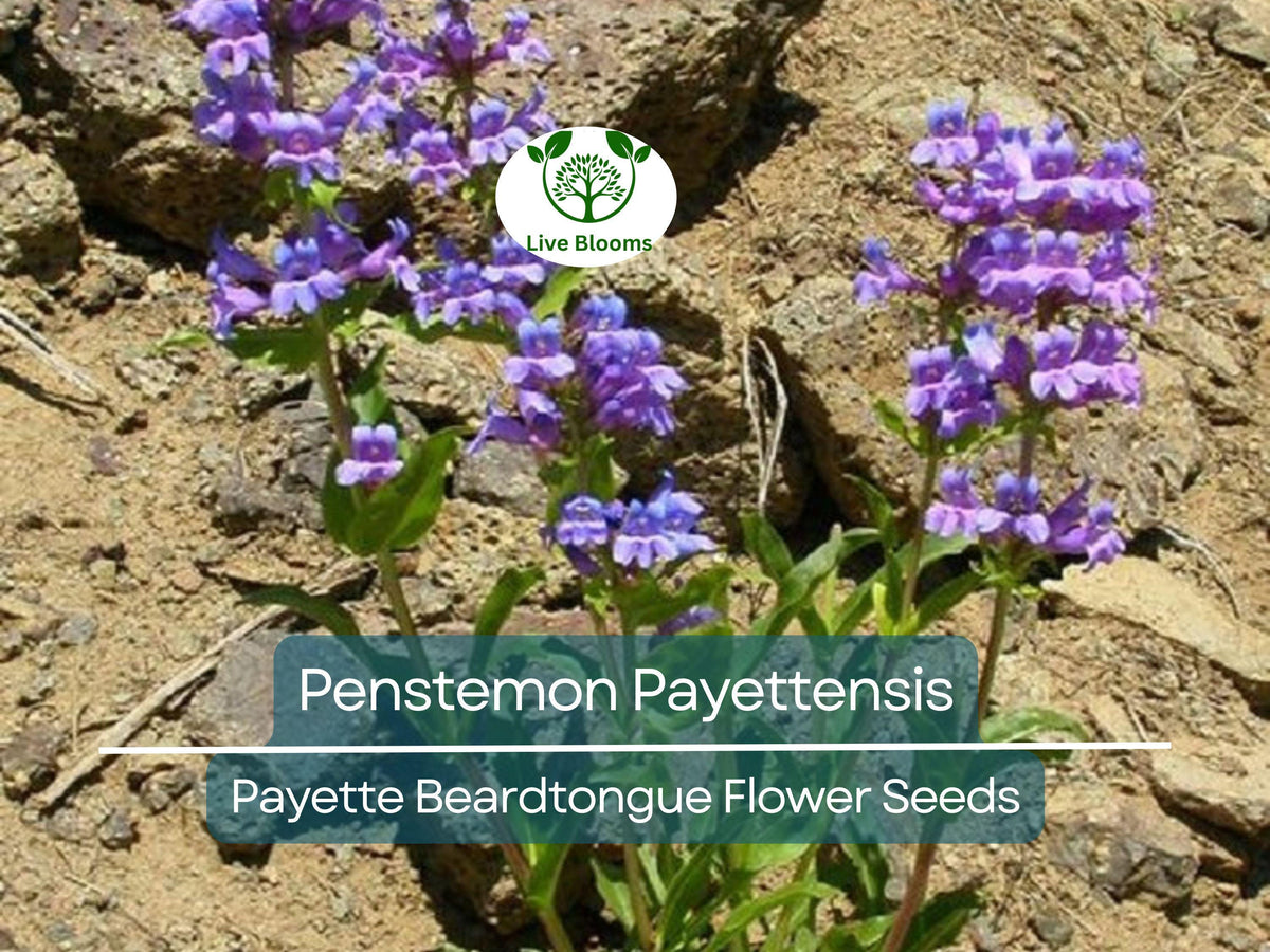 100 mg Seeds Penstemon Payettensis (Payette Beardtongue) for Planting ...