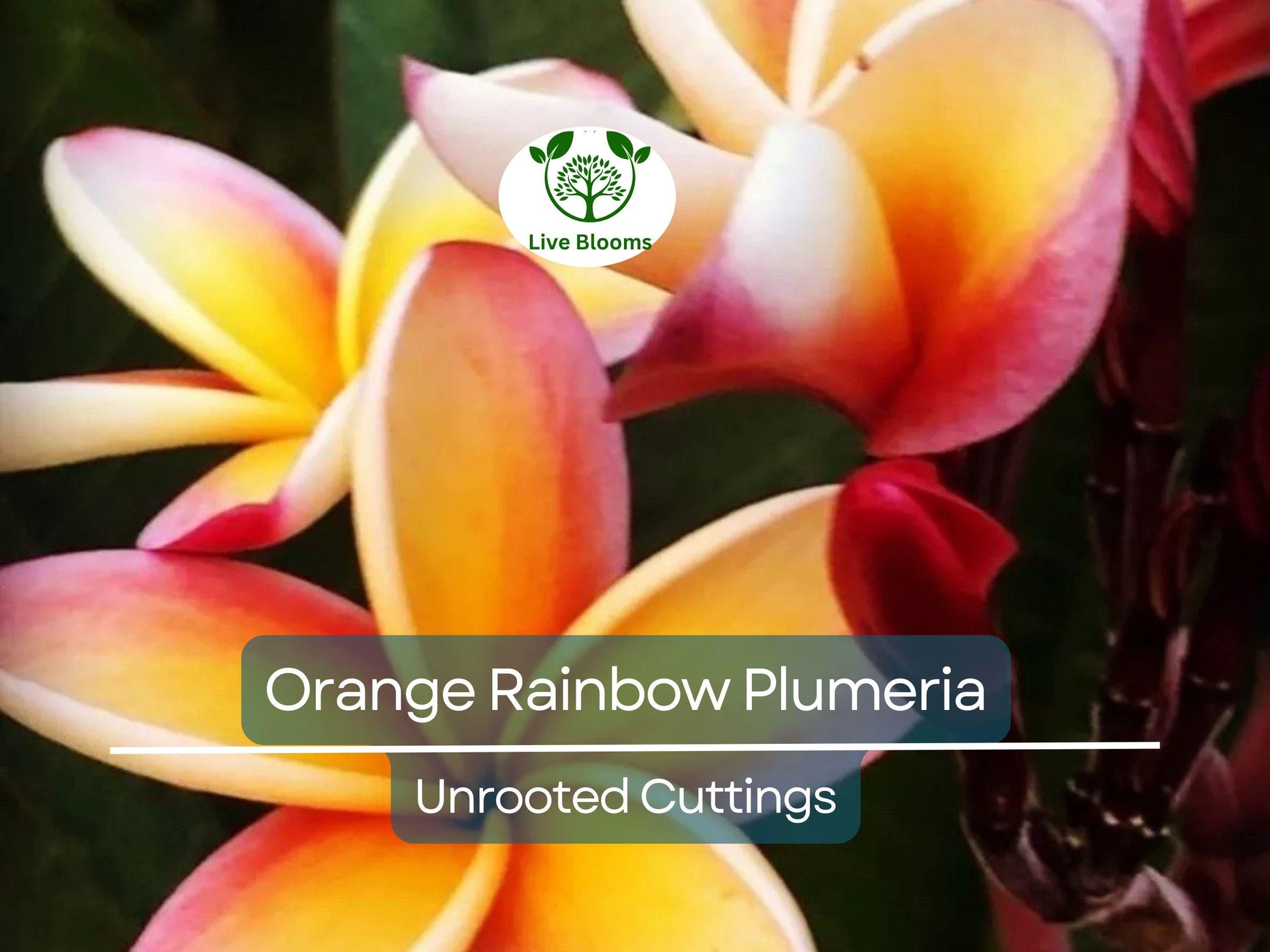 1 Orange Rainbow Plumeria 8-12" Unrooted Cutting | Frangipani Flower, Tropical Plant for Garden & Home