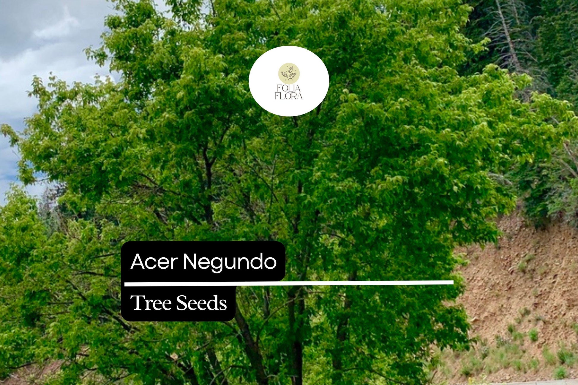 10 Seeds Acer negundo – Boxelder Maple, Fast-Growing Shade Tree with Unique Foliage