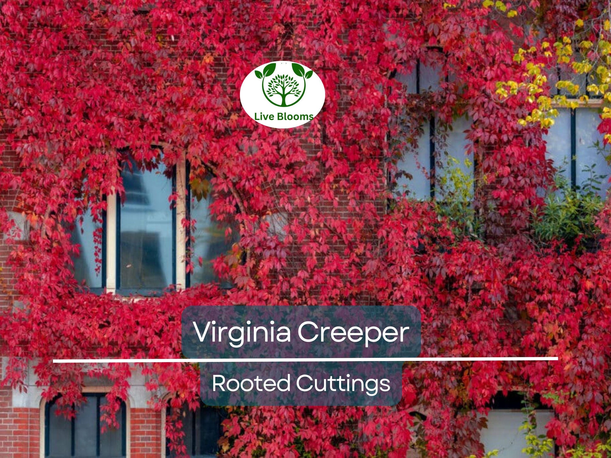 Virginia Creeper Perennial Rooted Cuttings 5"-8" - Parthenocissus quinquefolia, Hardy Vine, Fast-Growing, Ground Cover, Outdoor Garden Plant
