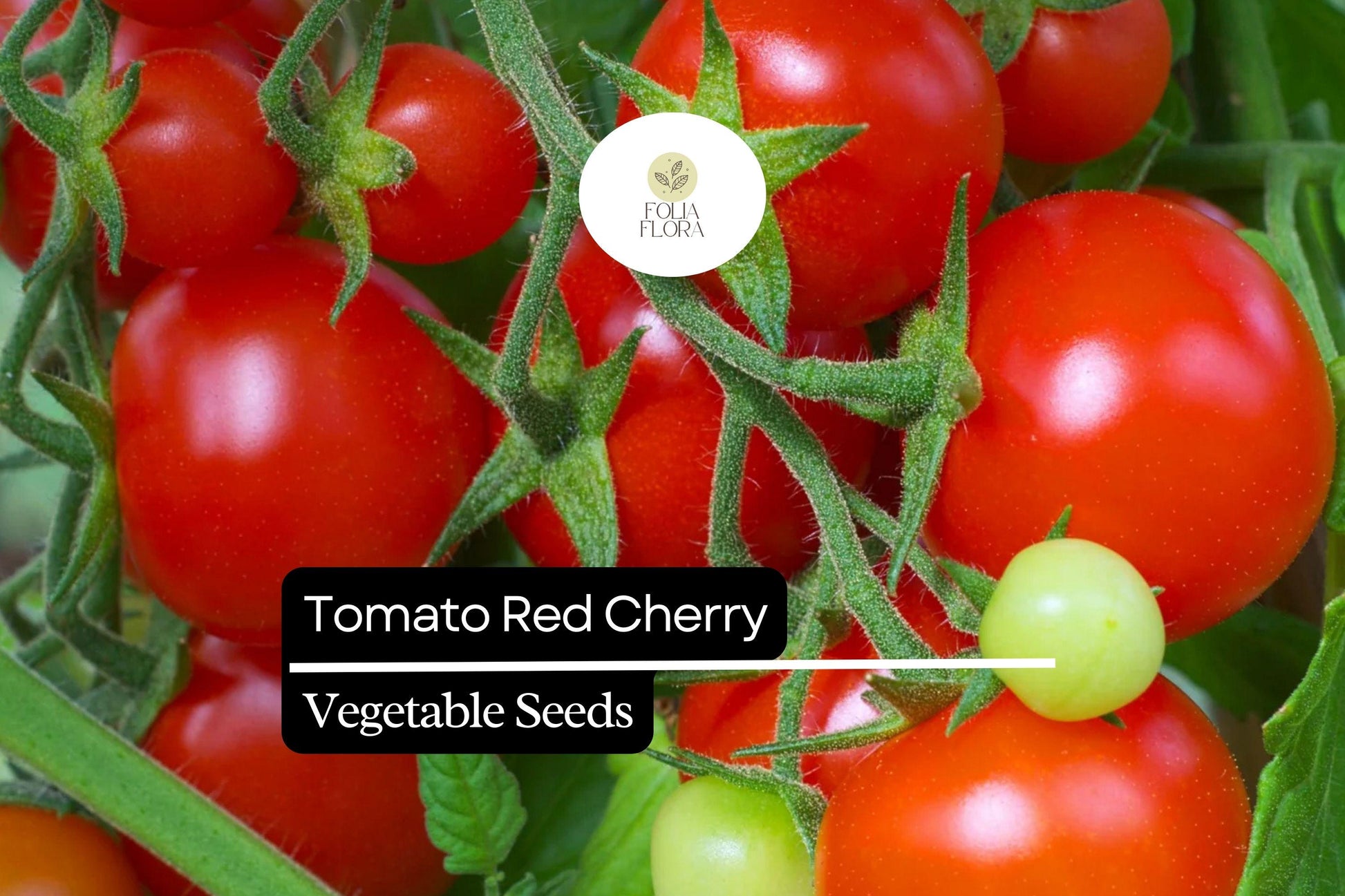 50 Seeds Tomato Red Cherry (Solanum lycopersicum) – Sweet, Bite-Sized, and Ideal for Fresh Eating, Salads, and Snacking