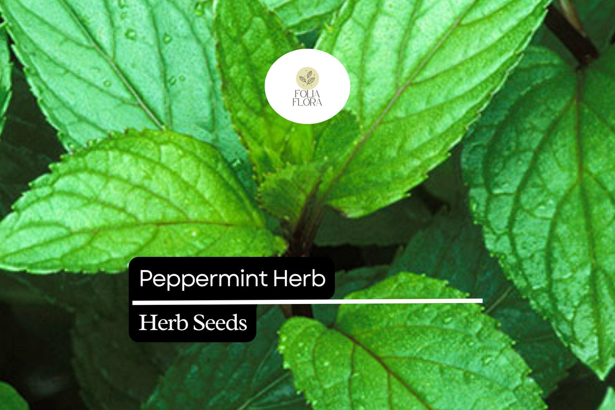 500 Seeds Peppermint, Mentha × Piperita, Aromatic Herb for Teas, Culin ...