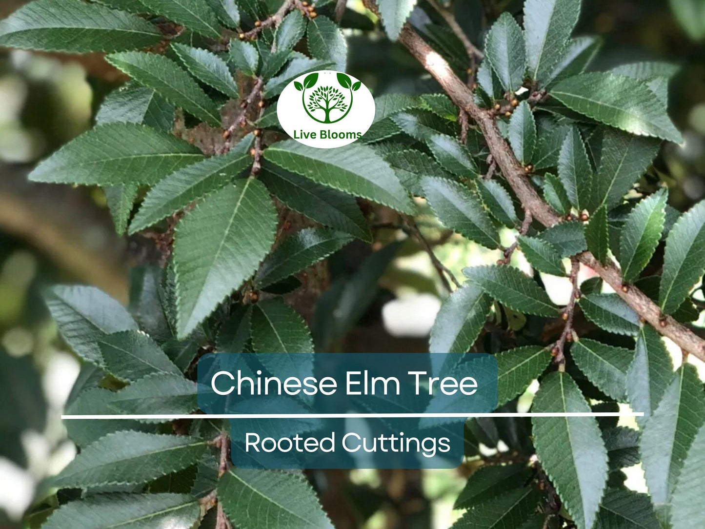 3 Chinese Elm Tree (Lacebark) Rooted Cuttings | Ulmus Parvifolia, Ideal for Bonsai, Hardy, Ornamental Tree for Home & Garden