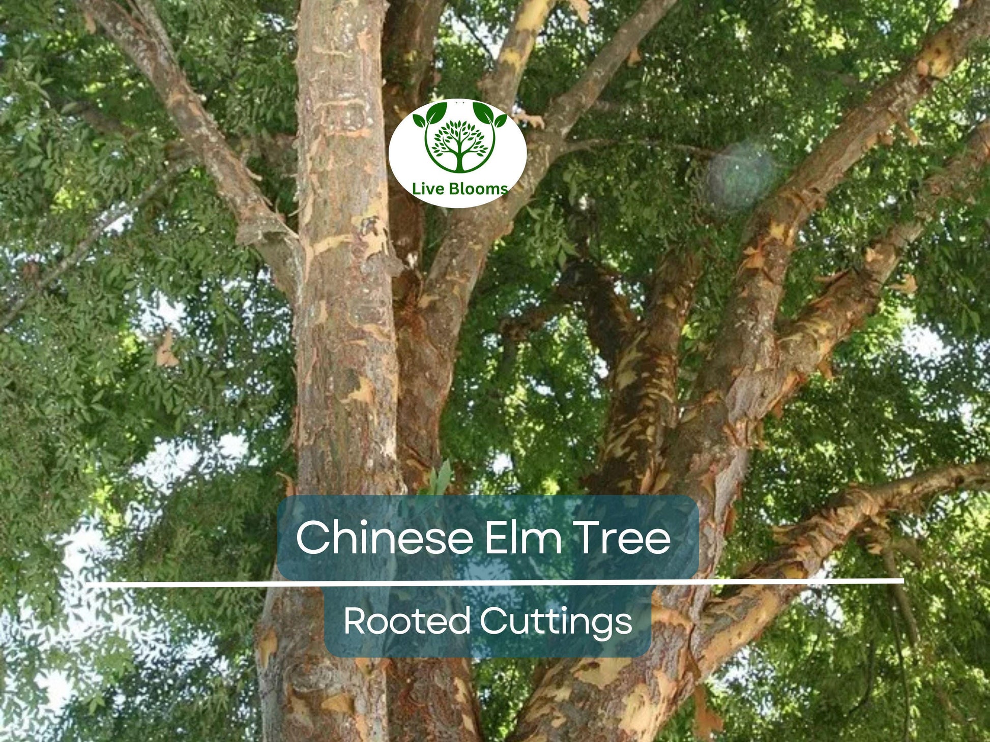 3 Chinese Elm Tree (Lacebark) Rooted Cuttings | Ulmus Parvifolia, Ideal for Bonsai, Hardy, Ornamental Tree for Home & Garden