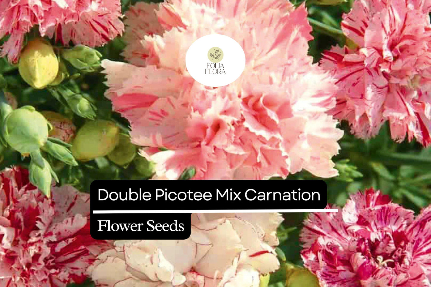 Double Picotee Mix Carnation (Dianthus caryophyllus) – Fragrant Blooms, Multi-Color Edges, Long-Lasting Flowers