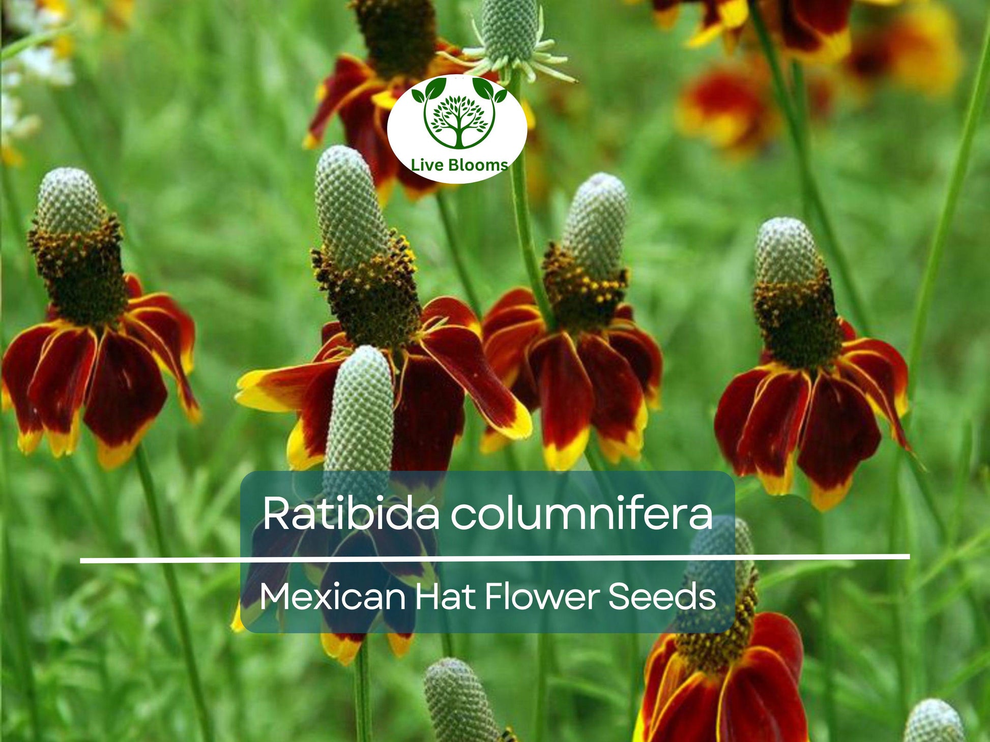 250 Seeds Mexican Hat (Ratibida columnifera) for Planting | Vibrant Native Wildflower for Meadows & Pollinator-Friendly Gardens
