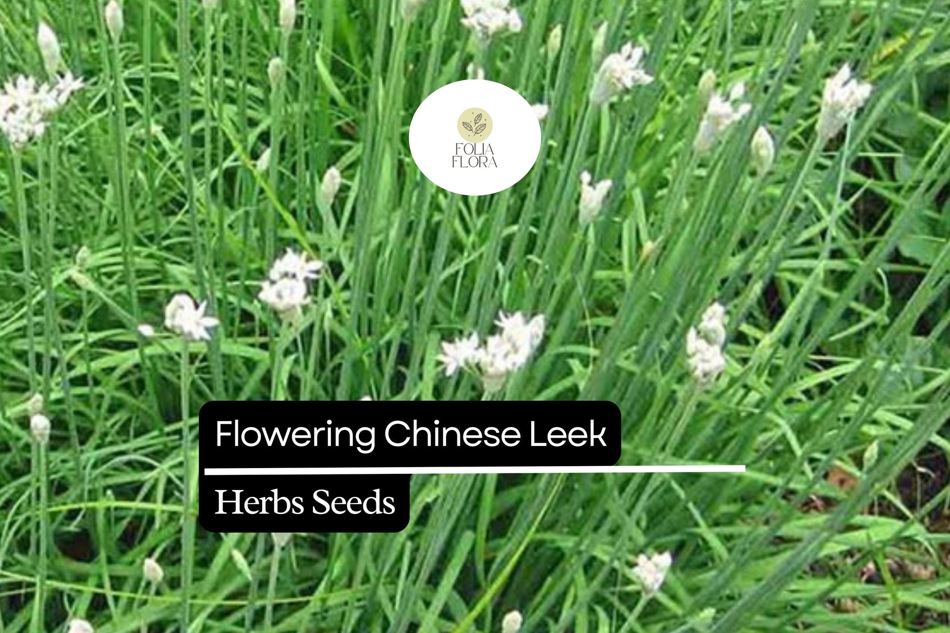 250mg Flowering Chinese Leek Seeds Allium tuberosum | Non-GMO, Heirloom, Edible Greens, Hardy Perennial, Garlic Chive Alternative