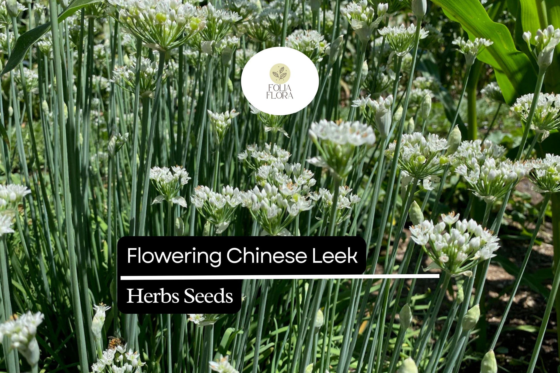 250mg Flowering Chinese Leek Seeds Allium tuberosum | Non-GMO, Heirloom, Edible Greens, Hardy Perennial, Garlic Chive Alternative