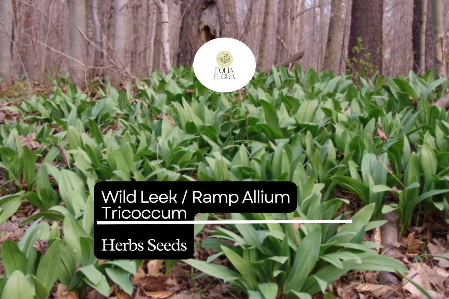 10 Wild Leek Seeds Ramp Allium tricoccum | Heirloom, Non-GMO, Perennial, Woodland Favorite, Gourmet Edible, Rich Onion-Garlic Flavor