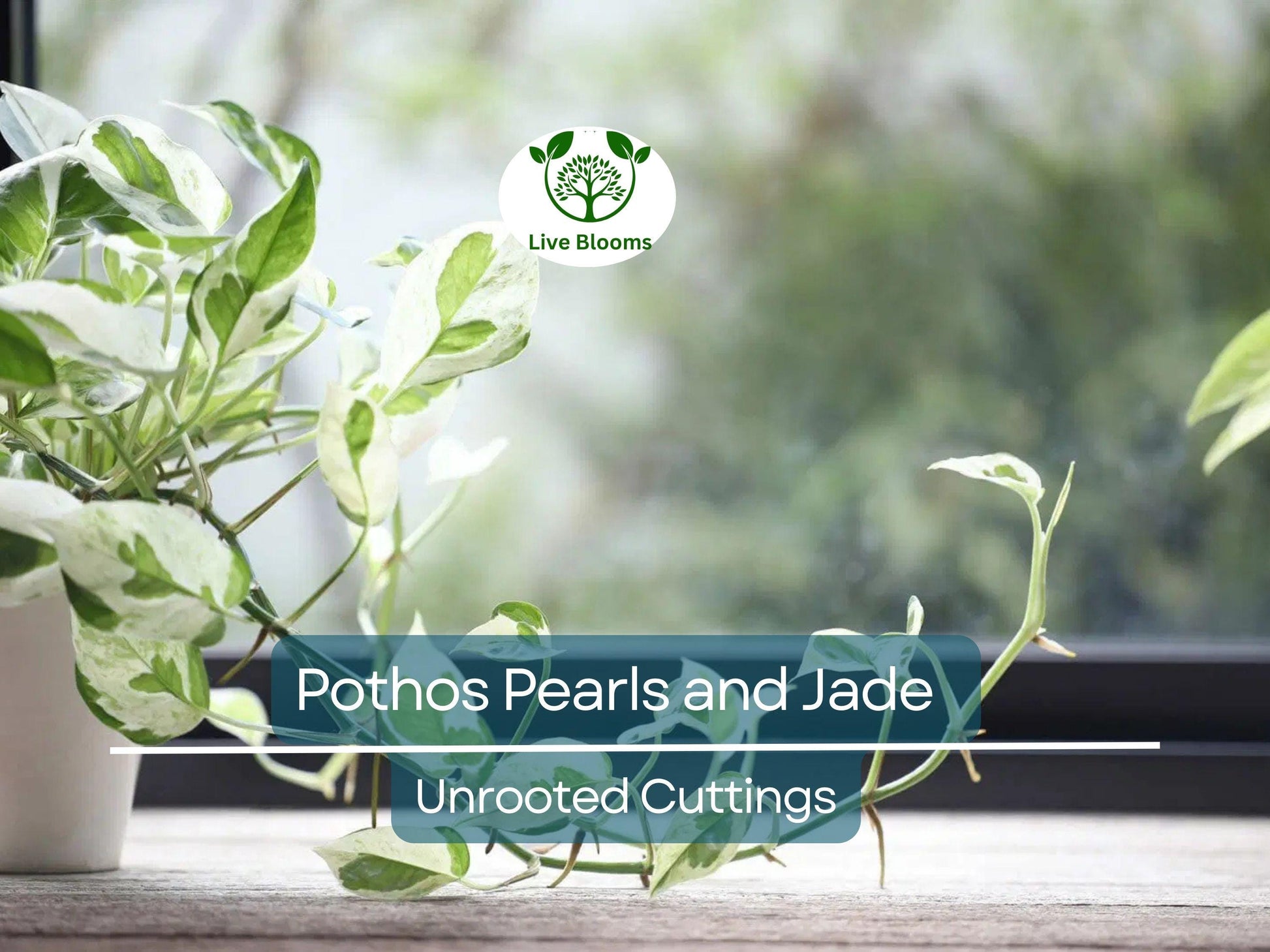 3 Unrooted Pothos Pearls and Jade Cuttings - Devil's Ivy Variegated House Plant - Indoor Plant for Sale