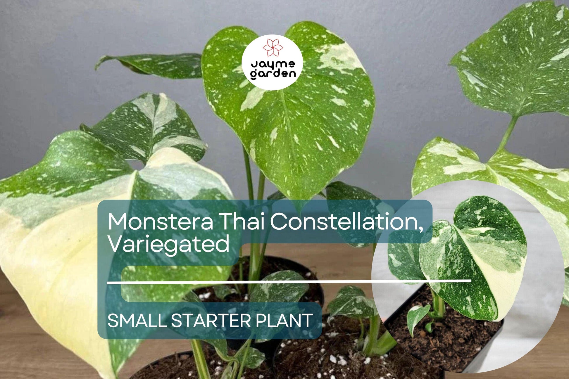 1 Monstera Thai Constellation Starter Plant - Variegated Monstera in 3" Pot - Unique Foliage for Indoor Decor & Tropical Plant Lovers