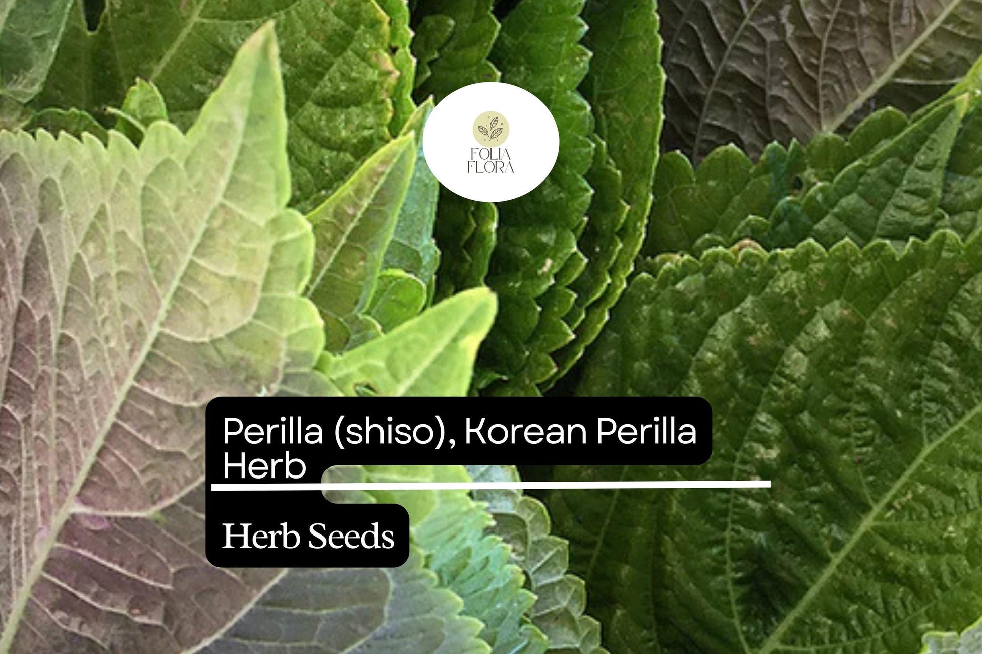 Perilla Shiso Korean Perilla Herb Seeds 500mg | Perilla frutescens | Non-GMO, Aromatic, Green Leaf, Korean Cooking, Medicinal Herb