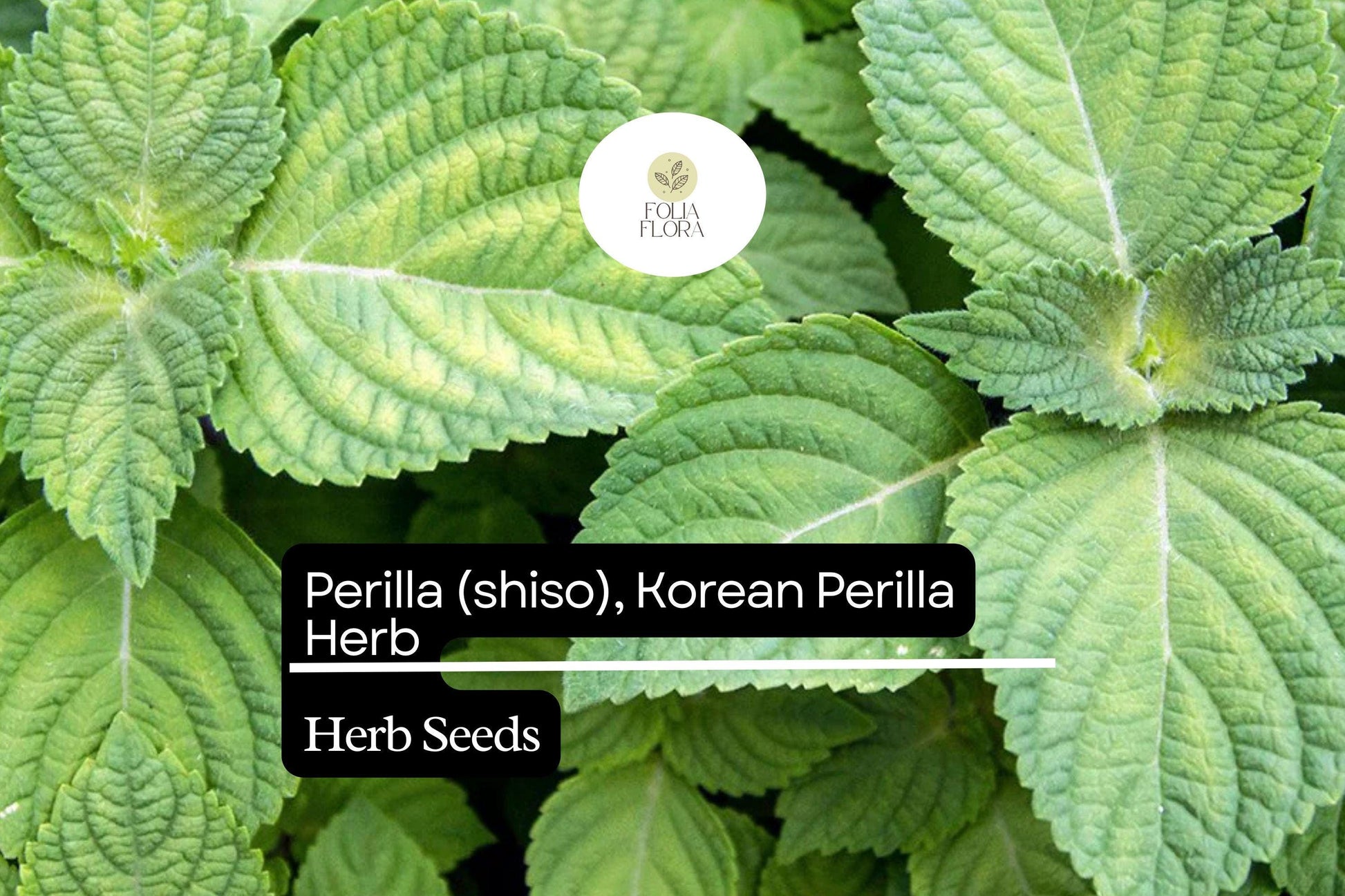 Perilla Shiso Korean Perilla Herb Seeds 500mg | Perilla frutescens | Non-GMO, Aromatic, Green Leaf, Korean Cooking, Medicinal Herb
