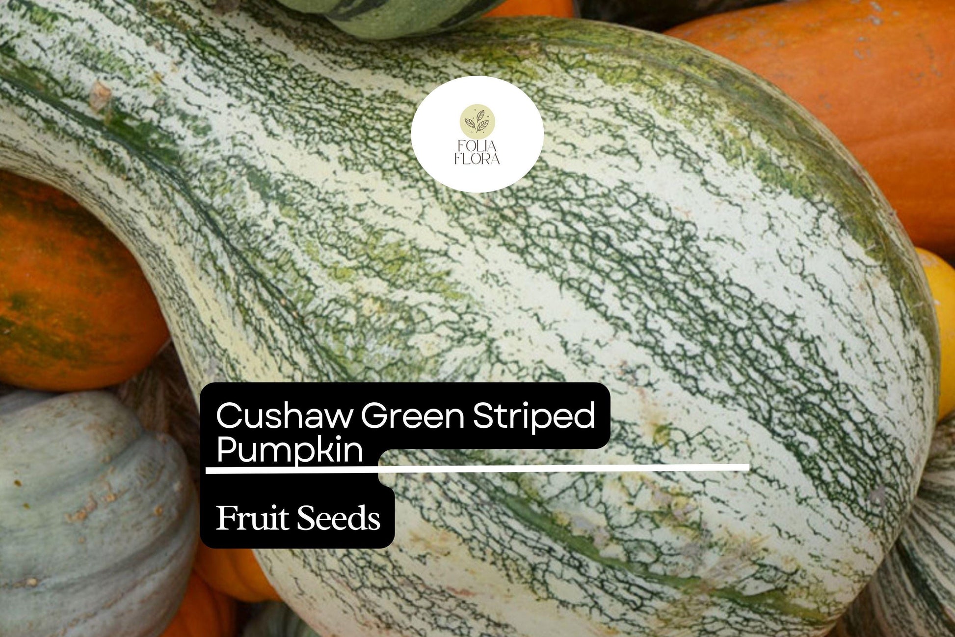 20 Seeds Cushaw Green Striped Pumpkin (Cucurbita argyrosperma) – Heirloom Winter Squash with Sweet Flavor