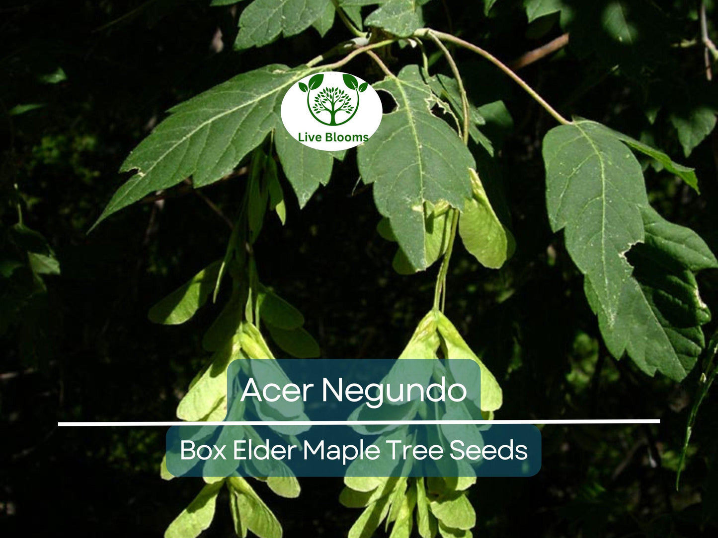 10 Seeds Acer Negundo (Box Elder Maple) for Planting - Hardy Tree for Gardens, Landscaping & Shade - Fast-Growing, Unique Tree Seeds
