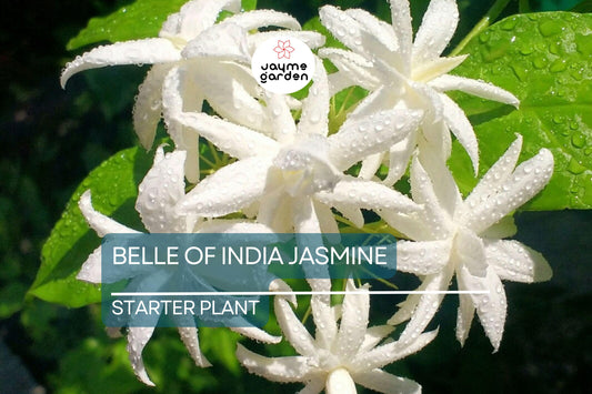 Belle of India Jasmine Starter Plant | Jasminum Sambac Double | Intensely Fragrant Blooms | Easy-Care Indoor/Outdoor Plant | Zones 8-11