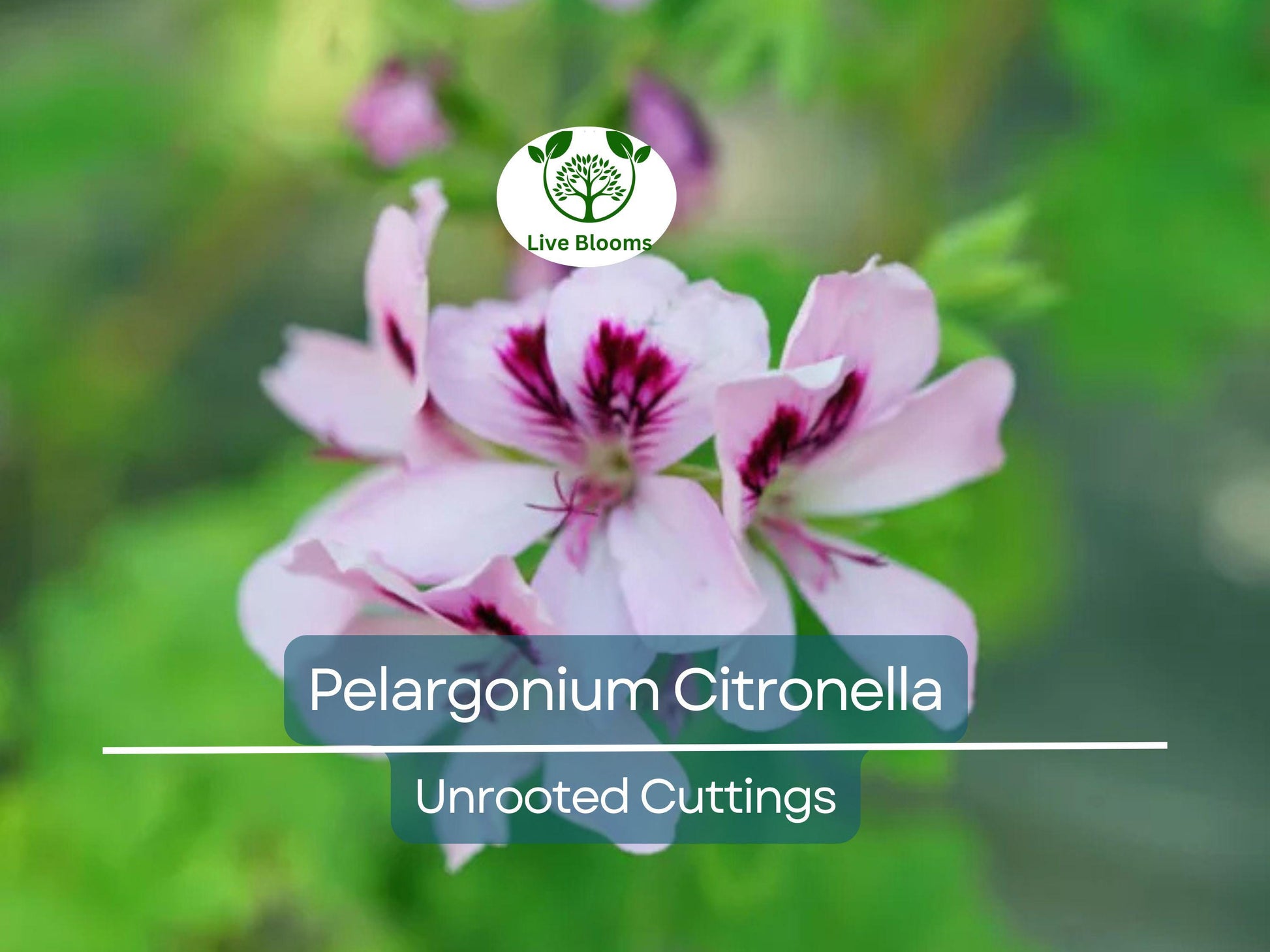 3 Pelargonium Citronella Lemon Scented Geranium Unrooted Cuttings, Pink Flowers, 3"-5", Natural Mosquito Repellent, Easy to Root Geranium