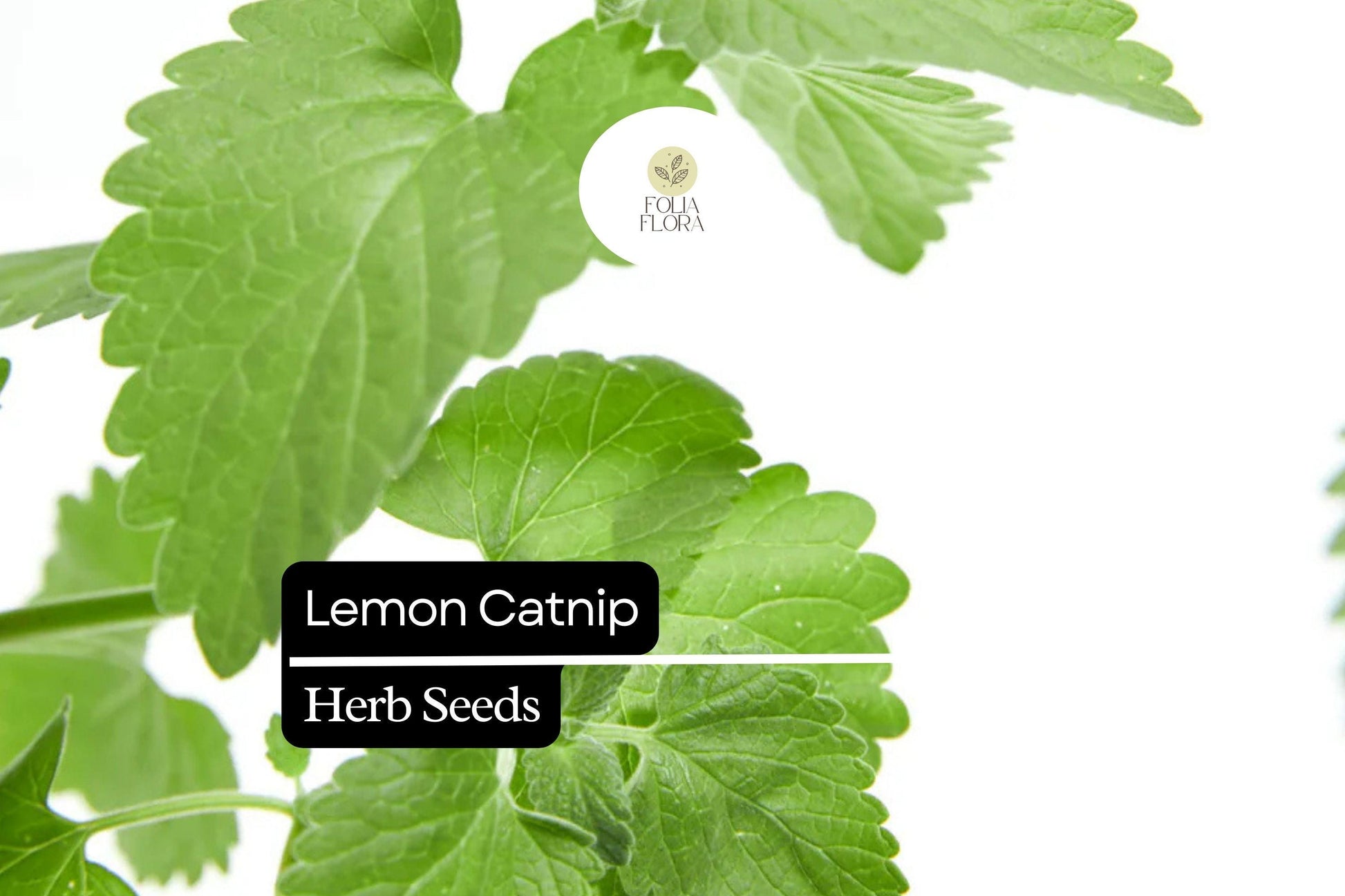 300 Seeds Lemon Catnip (Nepeta cataria var. citriodora) – Citrus-Scented Herb for Cats and Gardens