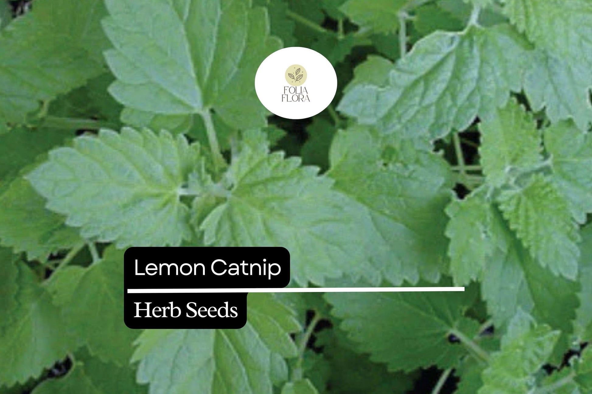 300 Seeds Lemon Catnip (Nepeta cataria var. citriodora) – Citrus-Scented Herb for Cats and Gardens