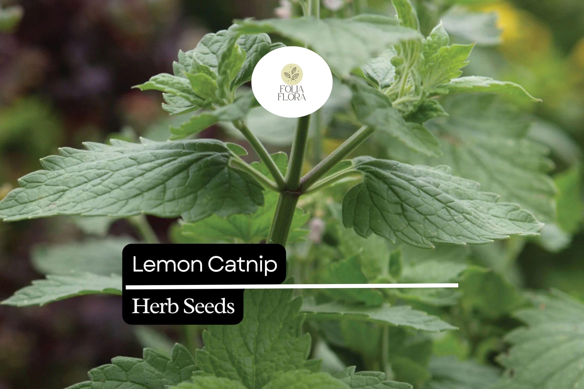 300 Seeds Lemon Catnip (Nepeta cataria var. citriodora) – Citrus-Scented Herb for Cats and Gardens